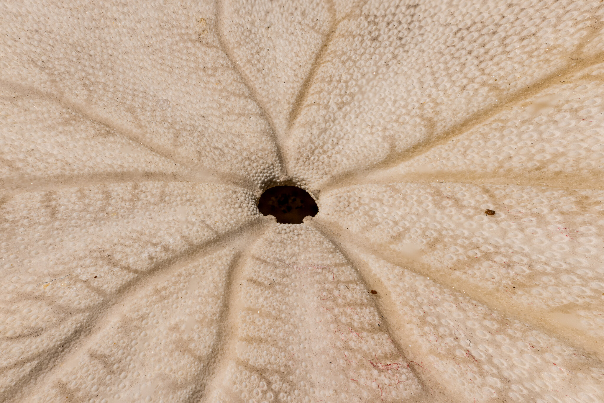 Sand Dollar.jpg