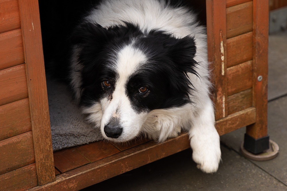 Saphie having a break-4.jpg
