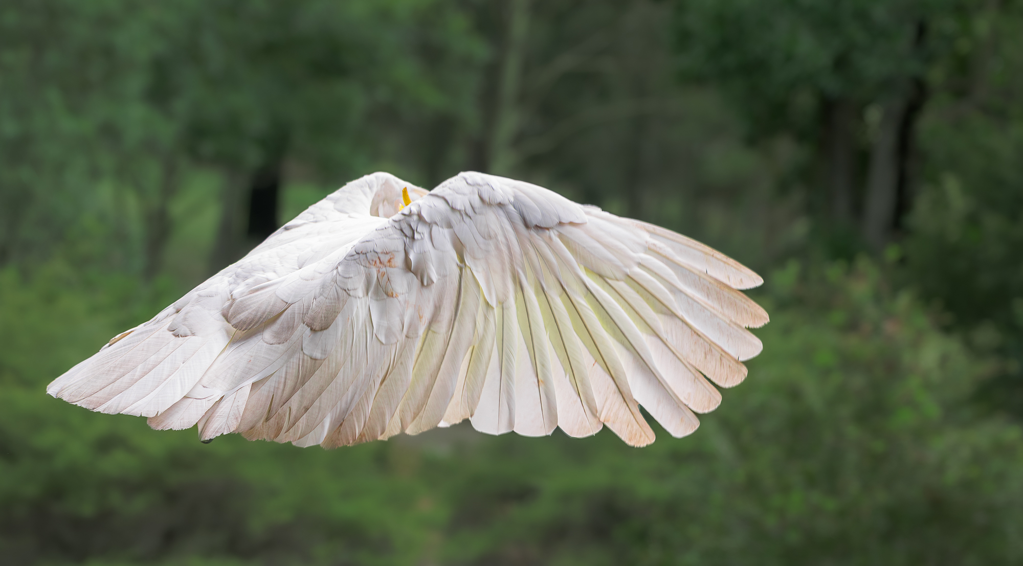 Sulphur-crested Cockatoo