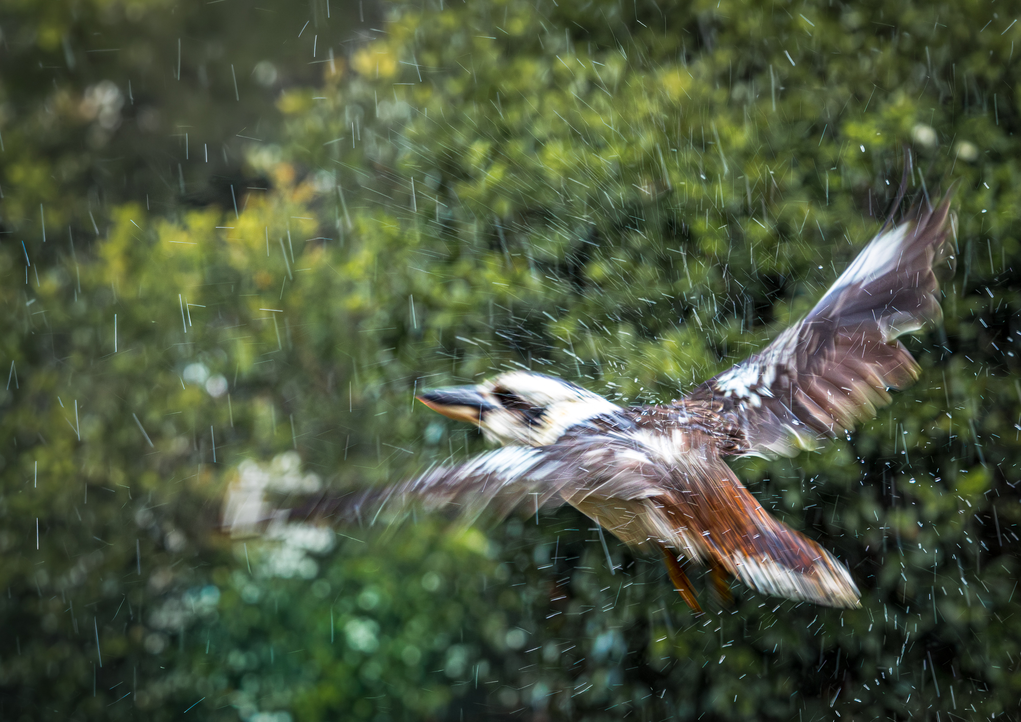 Laughing Kookaburra in the Rain