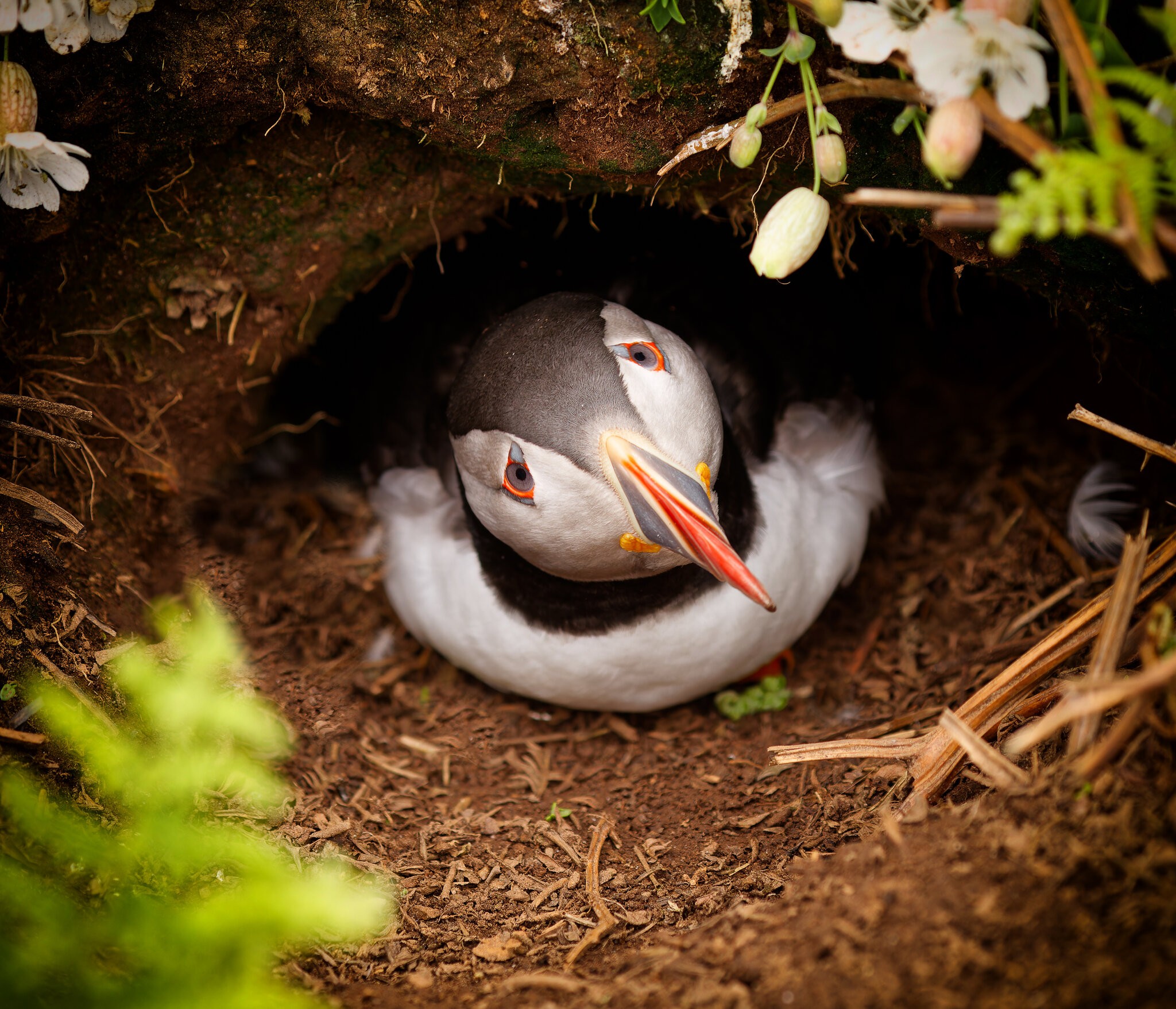 Skomer-5045.jpg