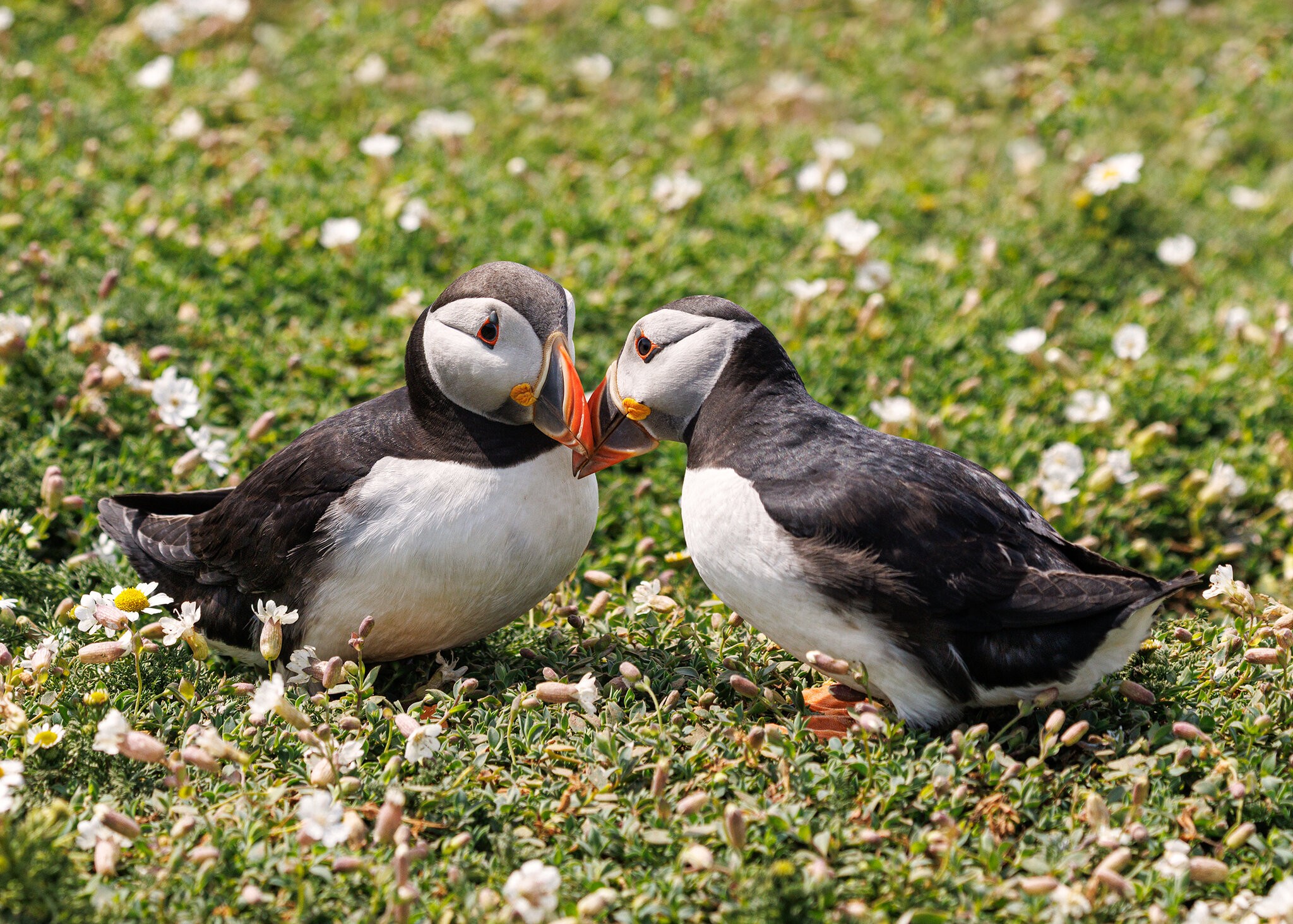 Skomer-9090.jpg