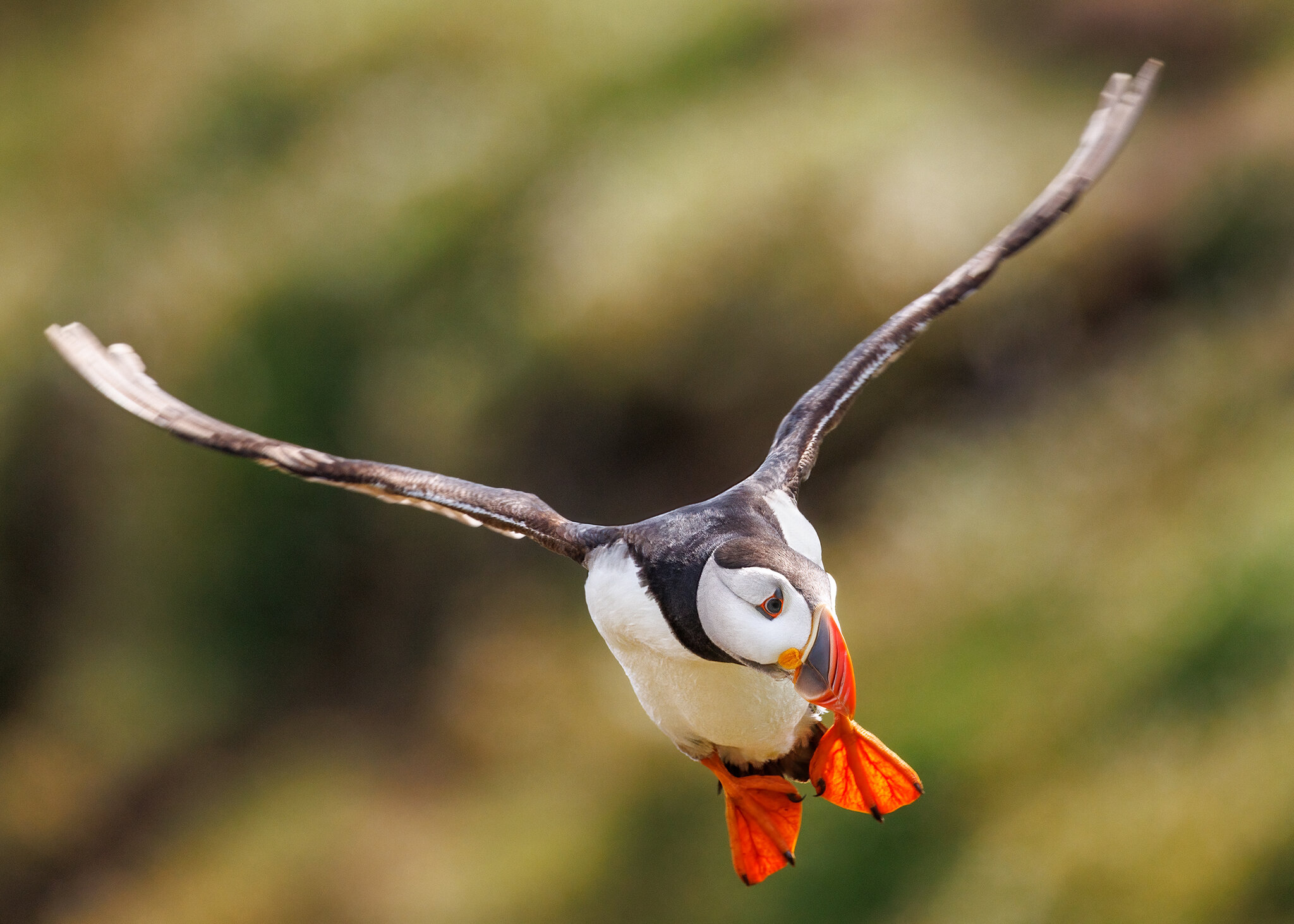 Skomer-9241.jpg