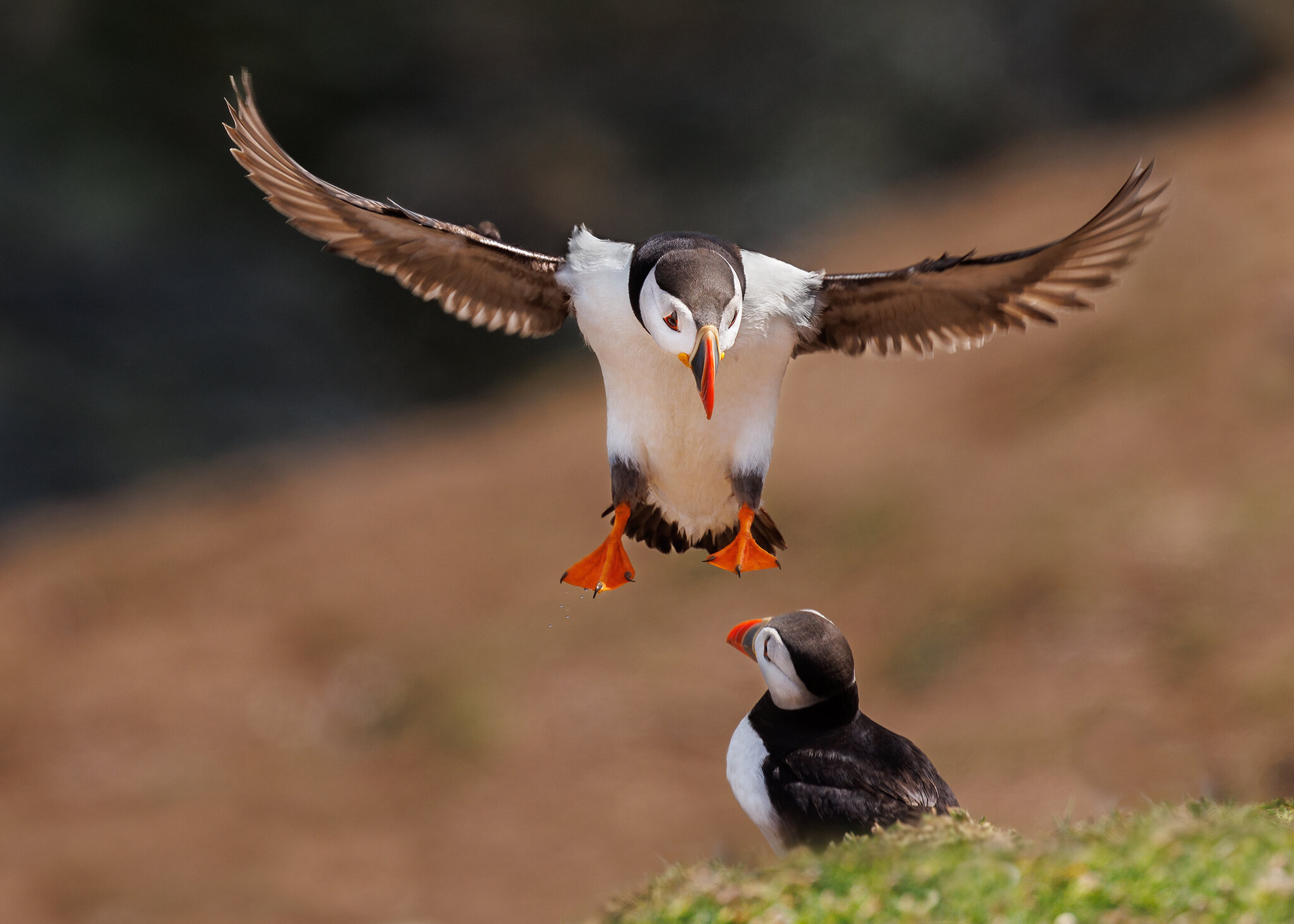 Skomer-9525.jpg