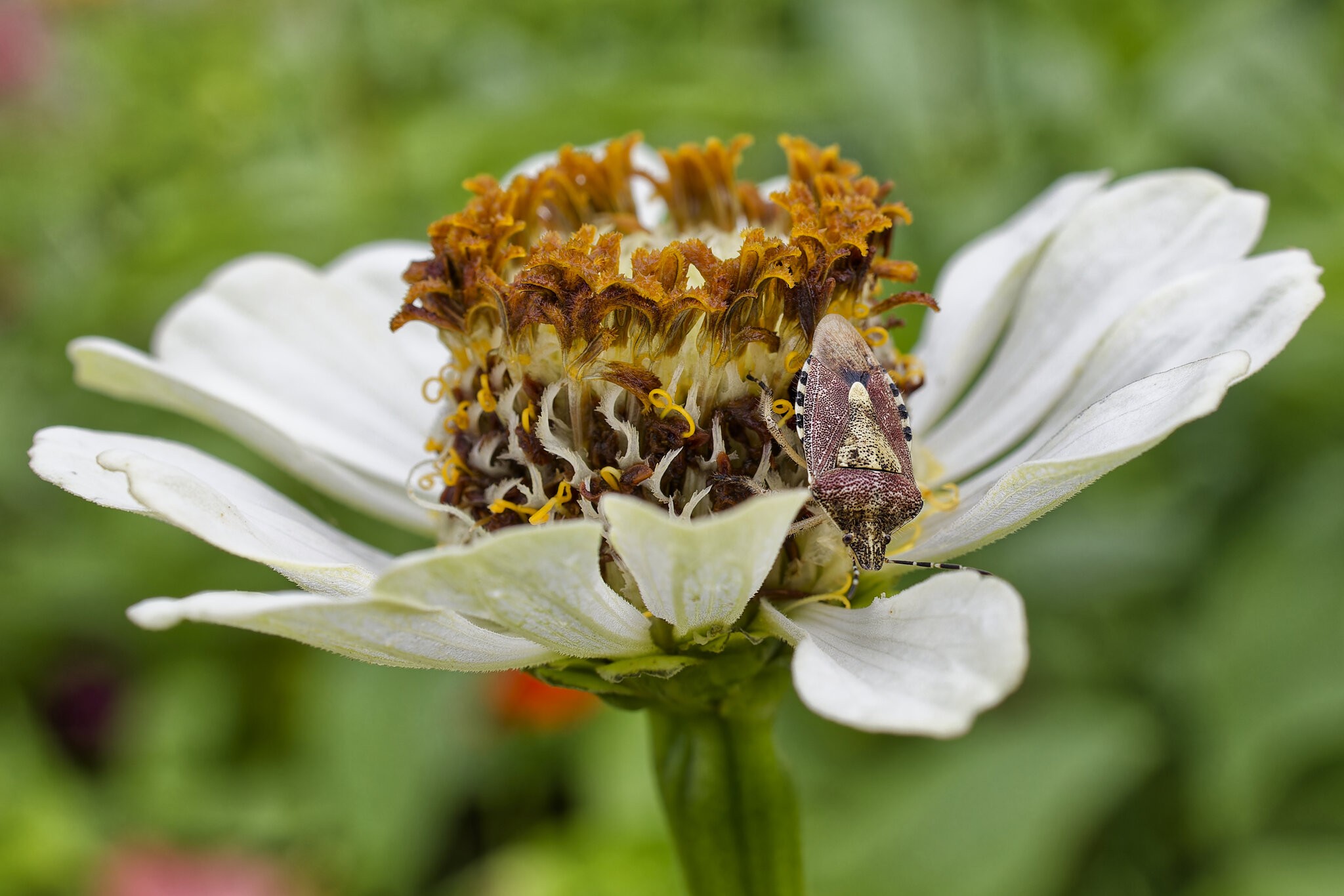 sloebugzinnia.jpg