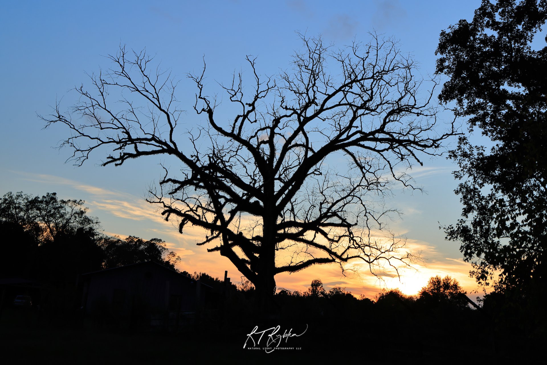 sm Signature Old Tree Sunset 0I9A1656 copy 2.jpg