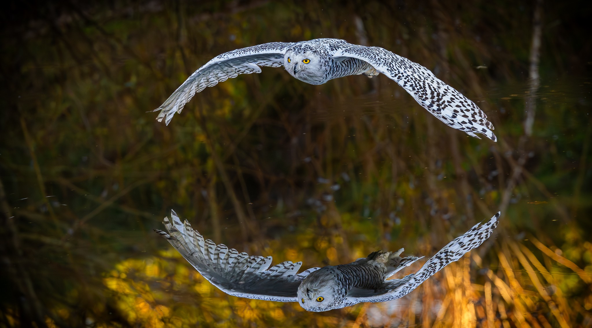 Snowy owl flying over pond in late afternoon light.jpg