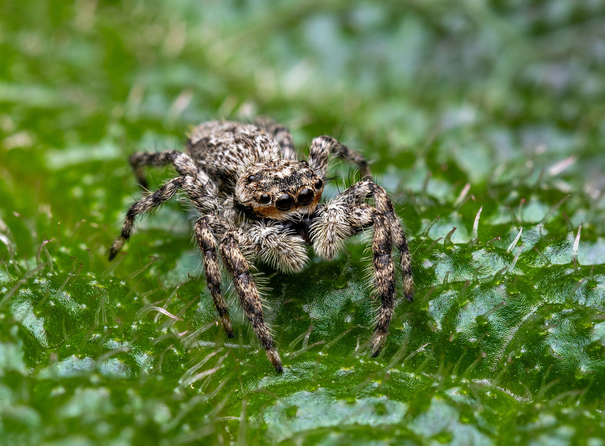 spider.jpg
