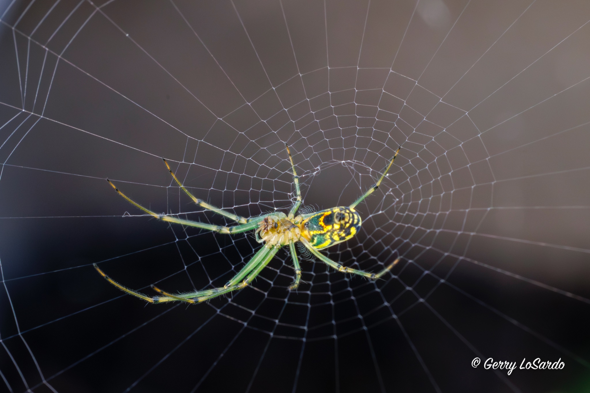 Spider_702_20260616.jpg