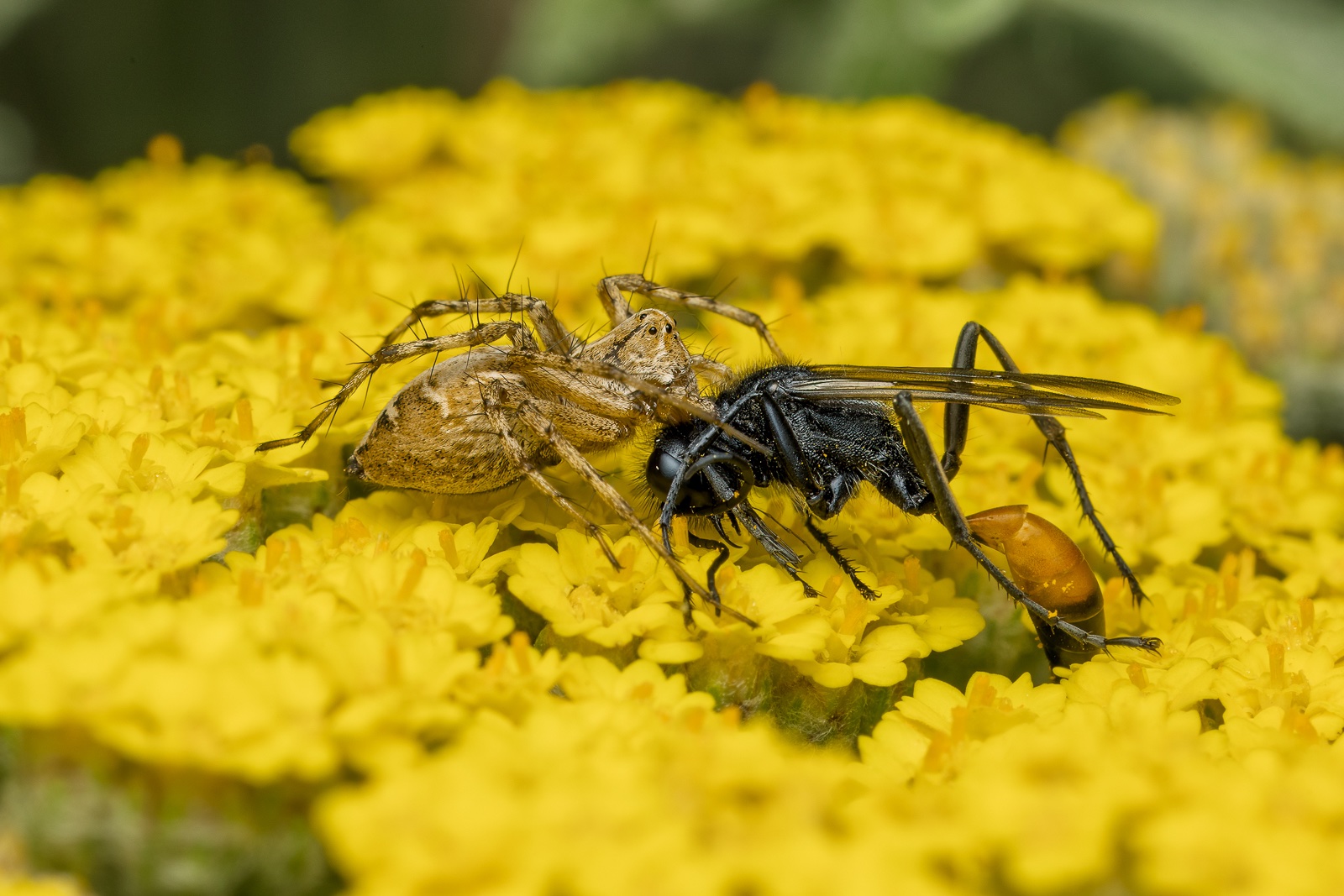 SpiderandWasp-250523-2.jpg