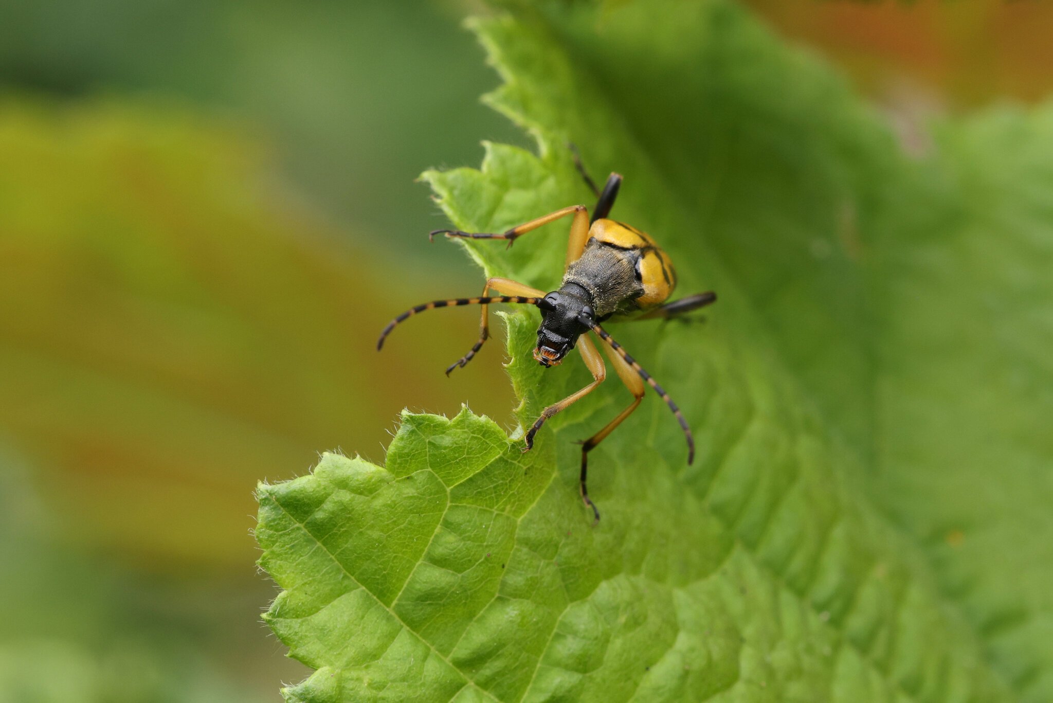 spotted-longhorn-beetle.jpg