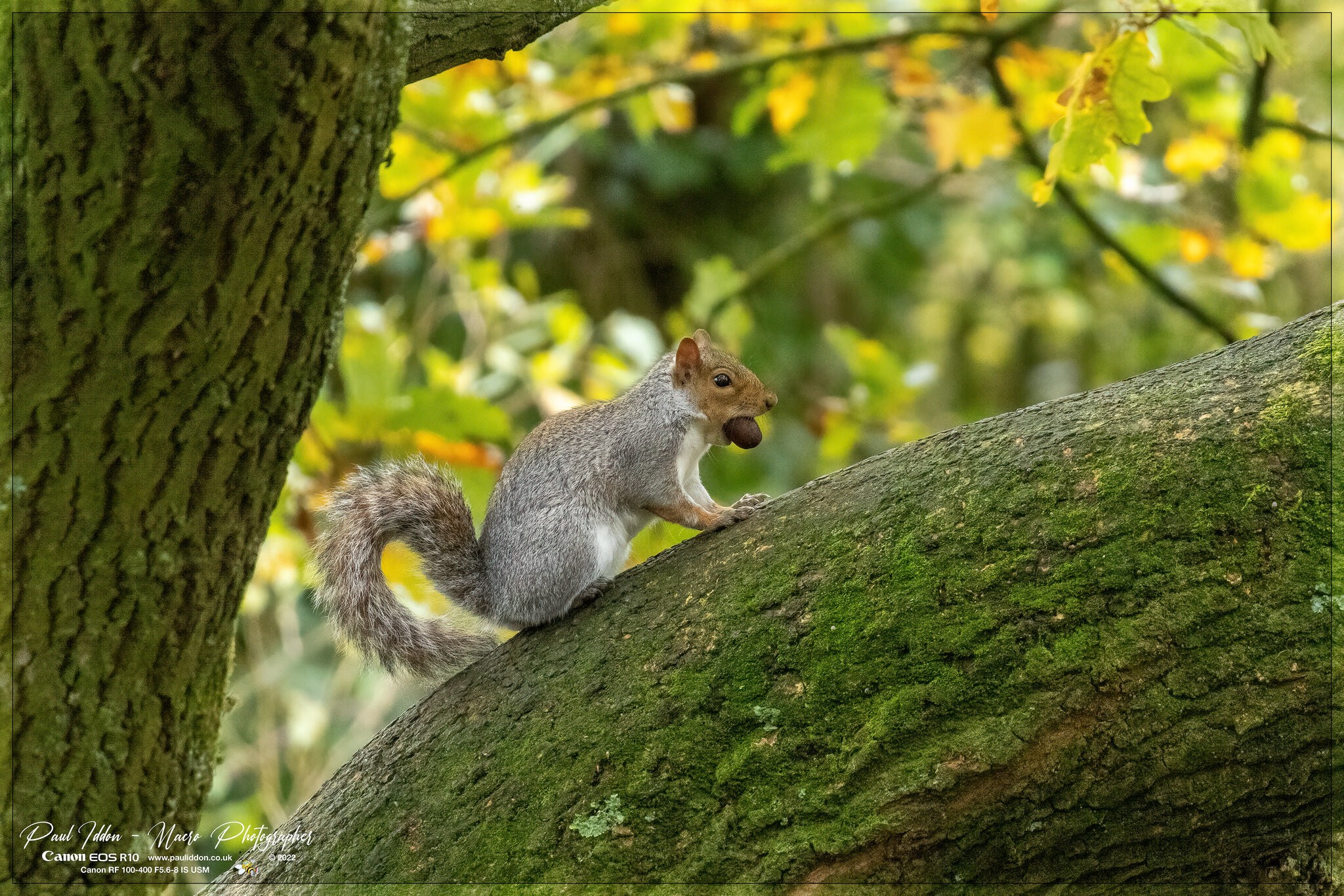 squirrel_nuts_a.nr_4k_1800.jpg