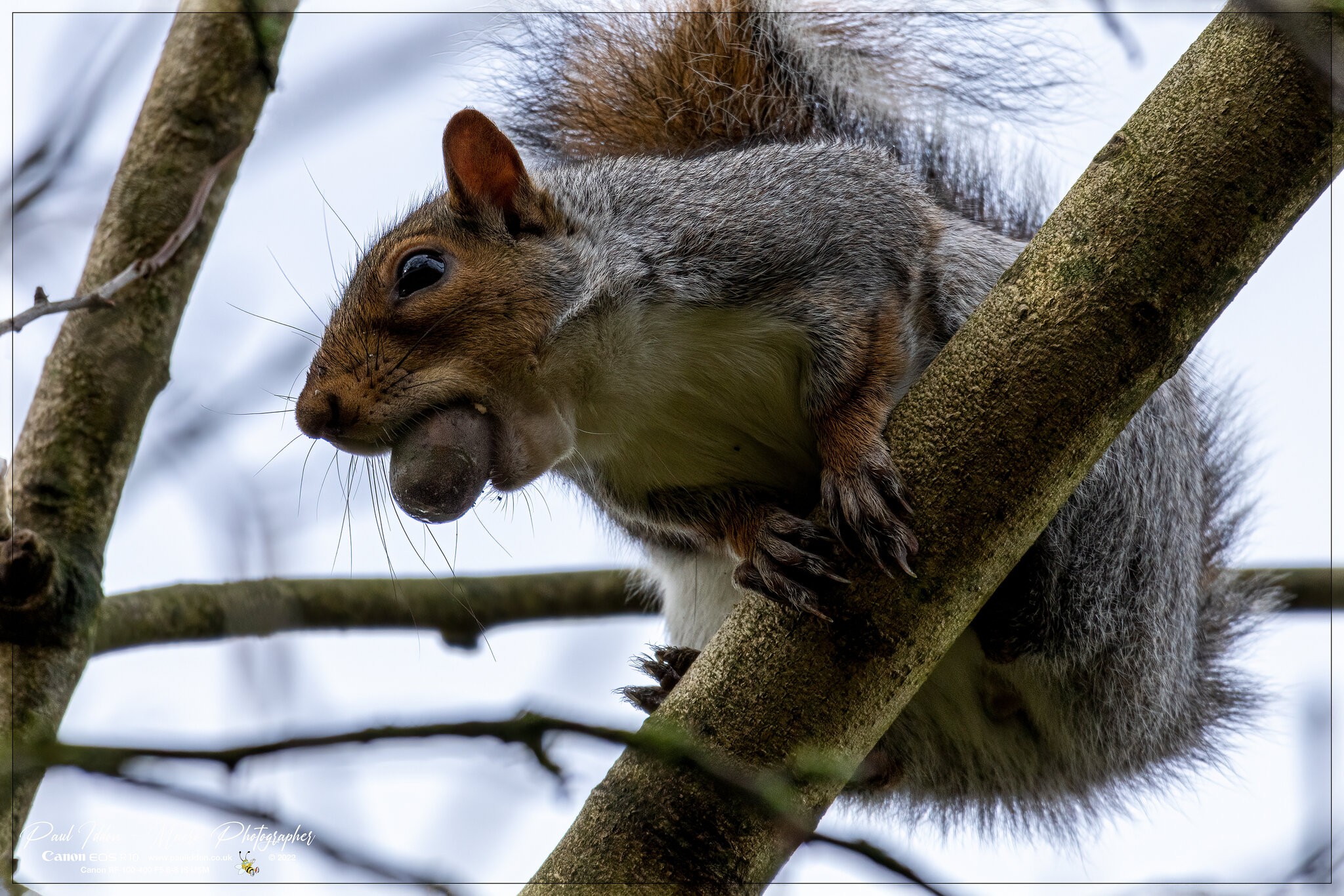 squirrel_nuts_b_nr_4k_1800.jpg