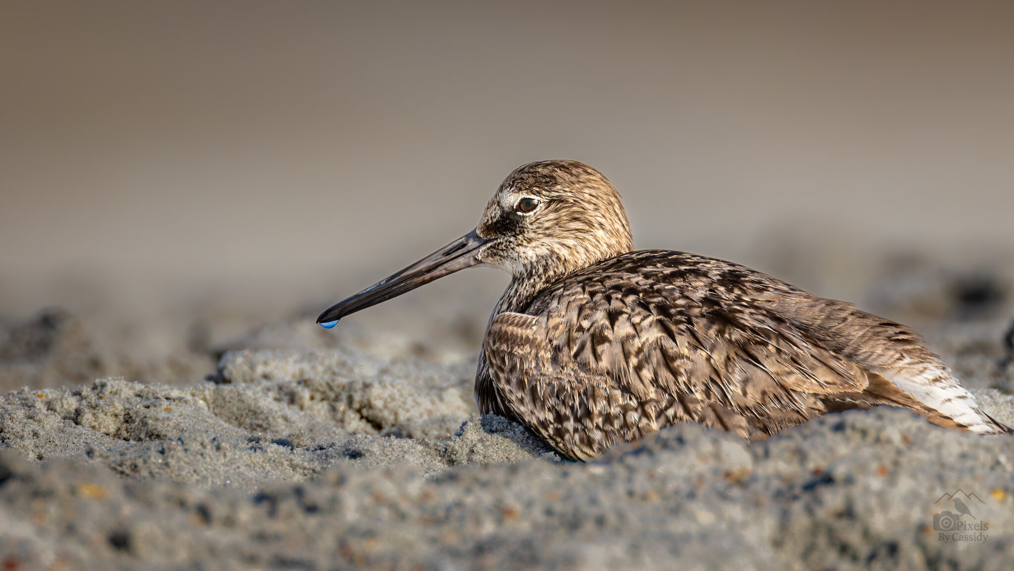 St. Augustine Park Shorebird-10.jpg