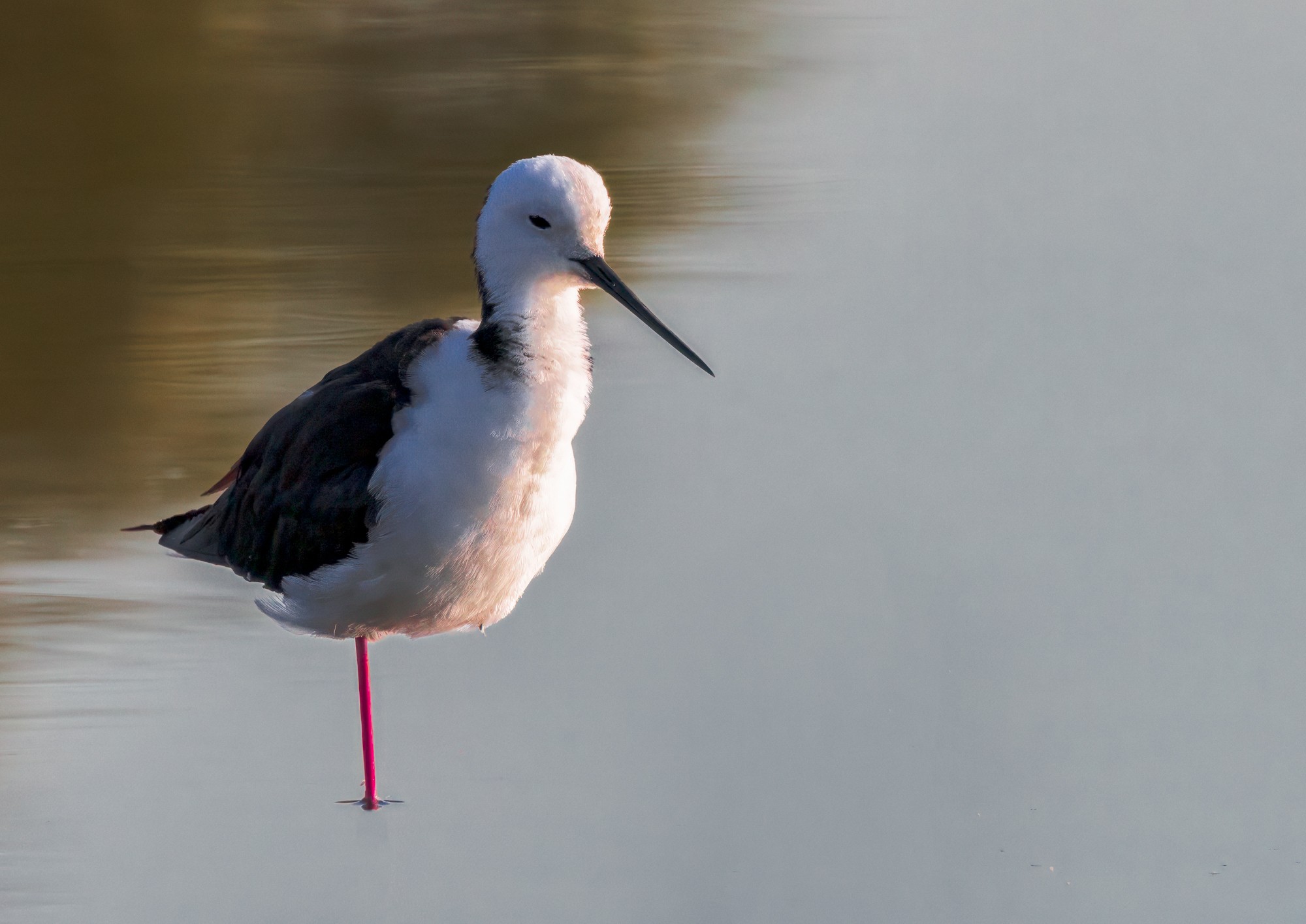 Pied Stilt : Nudgee Wetlands, Brisbane