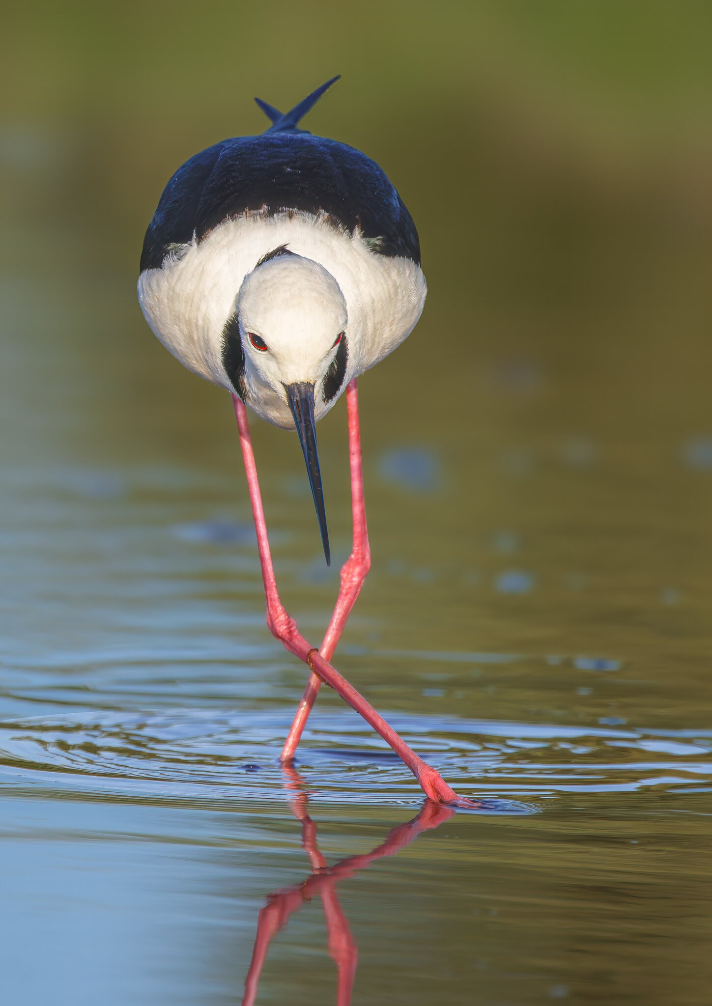 Pied Stilt : Himantopus leucocephalu