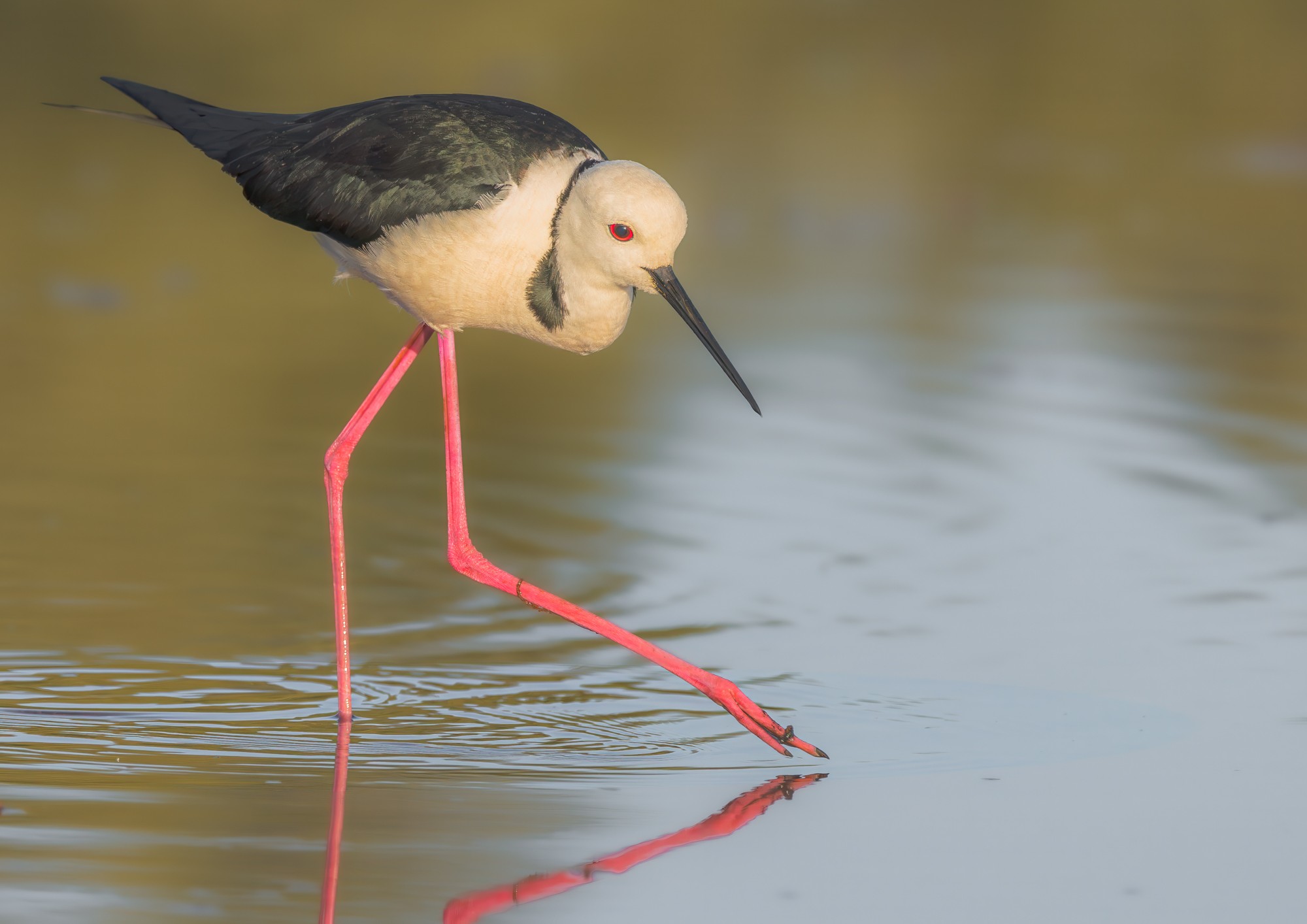 Pied Stilt