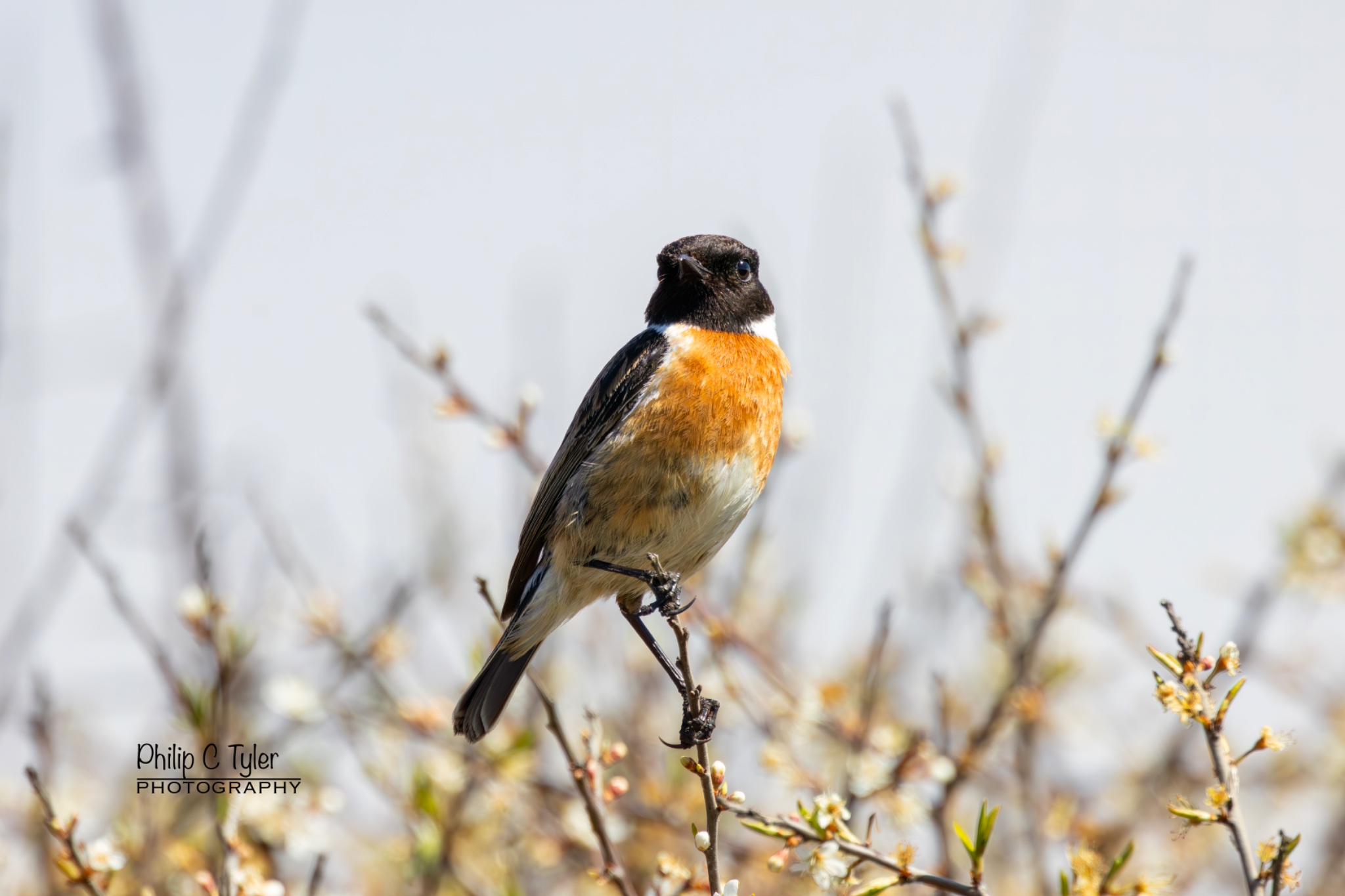 Stonechat Minsmere R7-019869.jpg