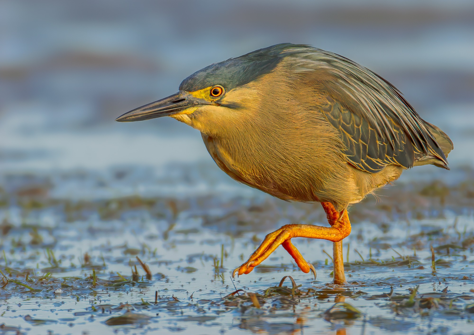 Striated Heron