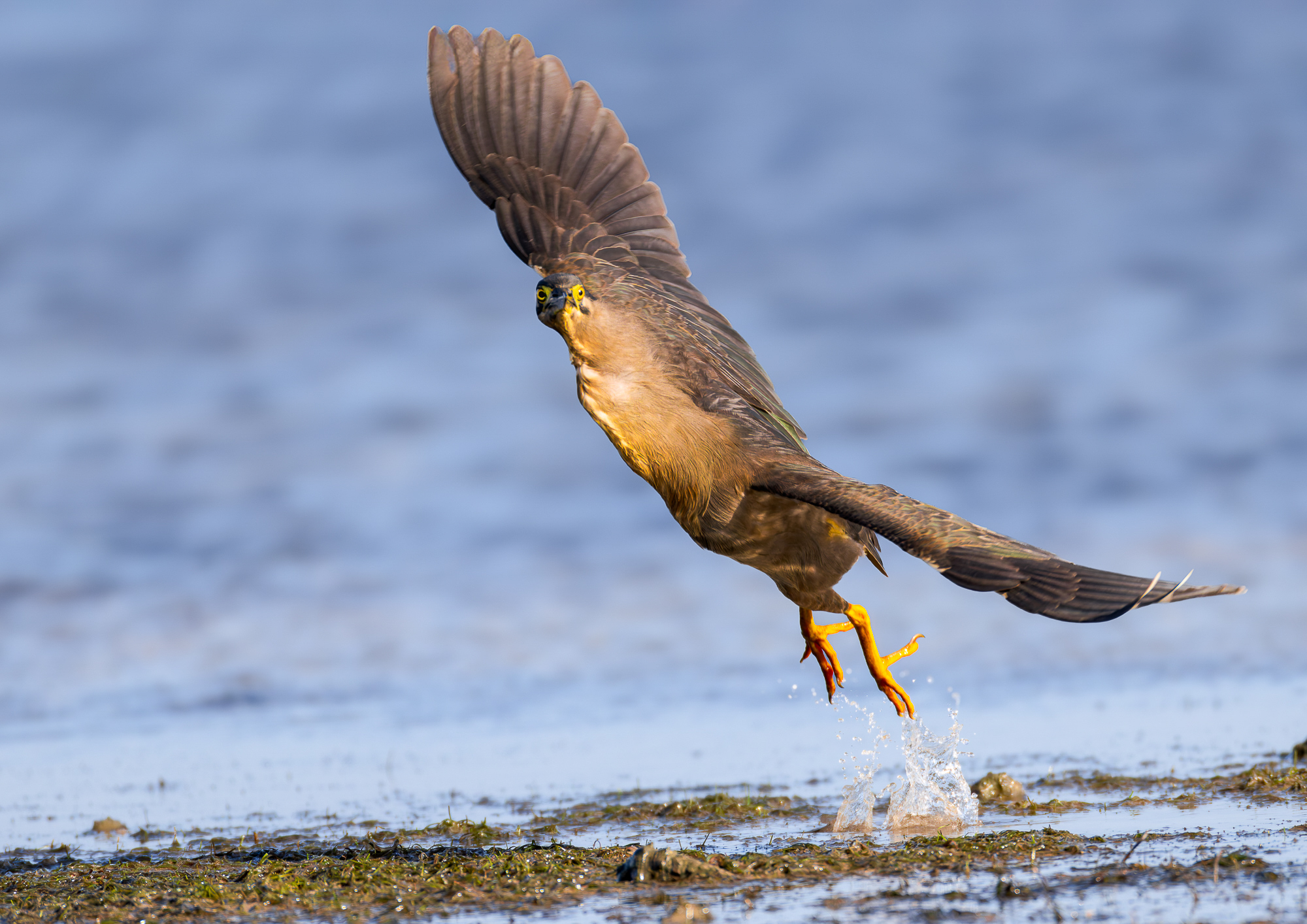 Striated Heron