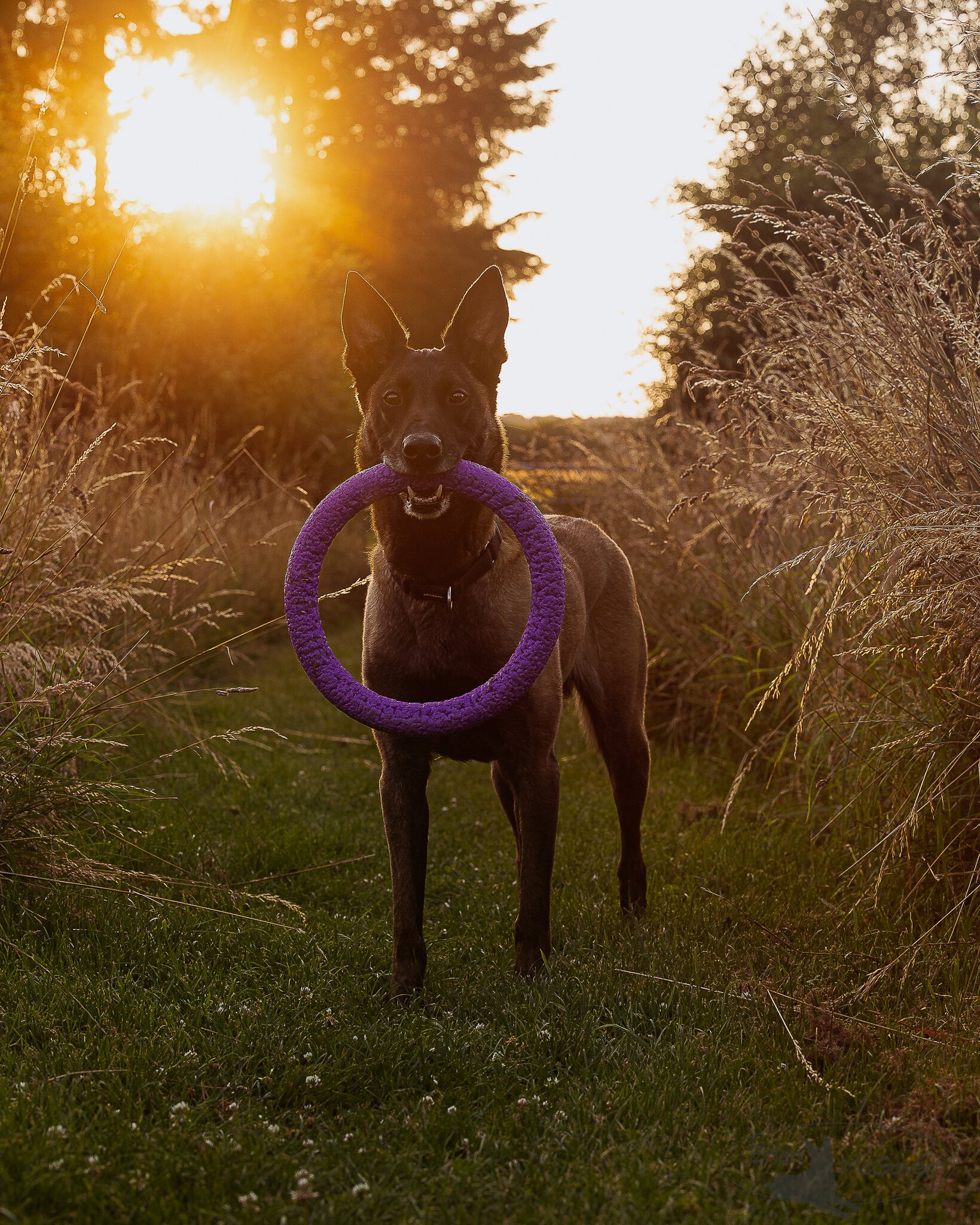 Sunset ring.jpg