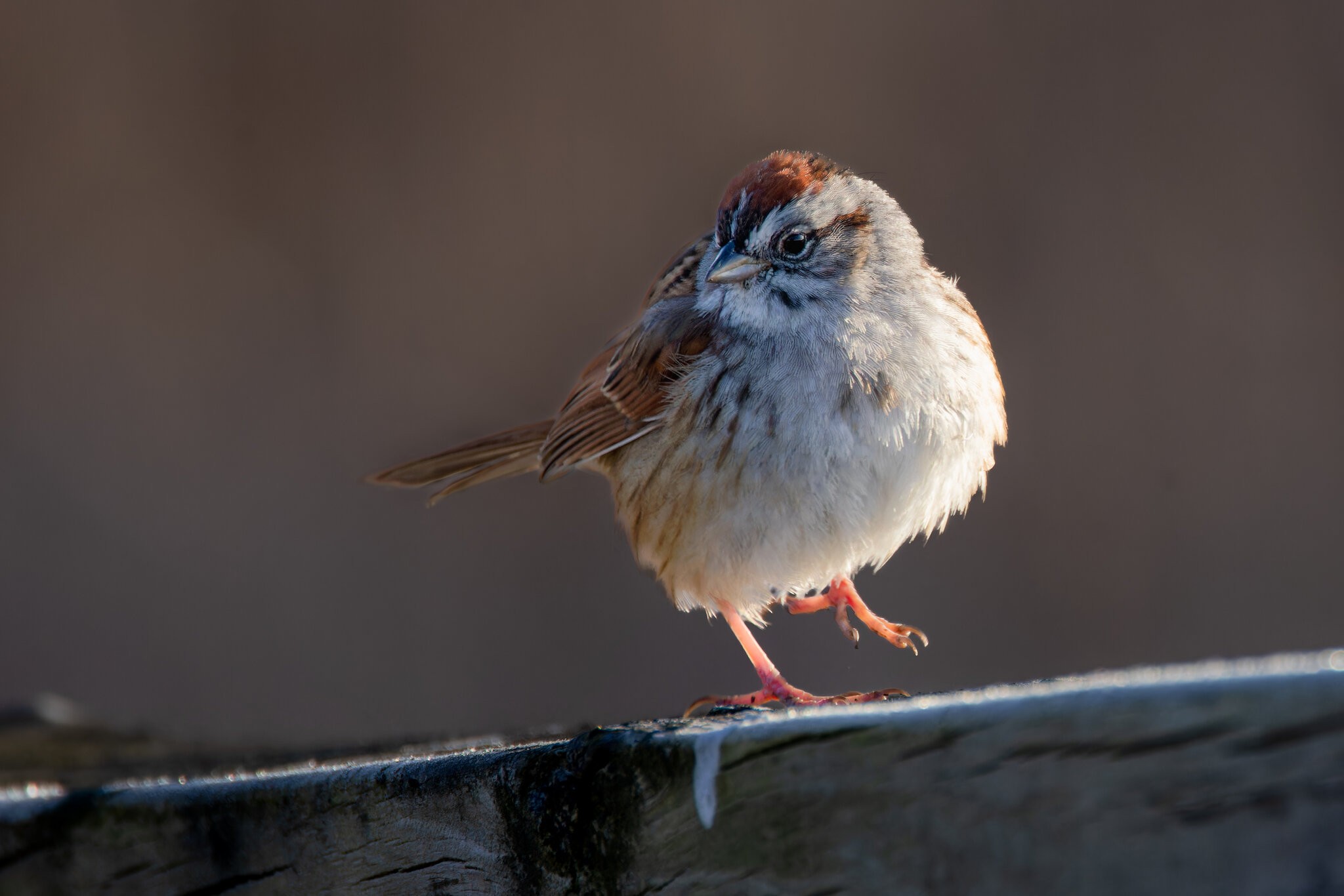 SwampSparrow-3.jpg