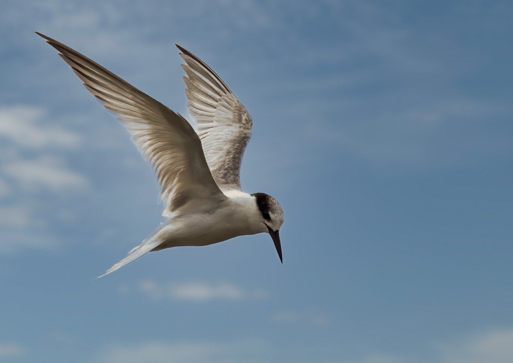 Greater Crested Tern : Thalasseus bergii : Moreton Bay, Queensland, Australia