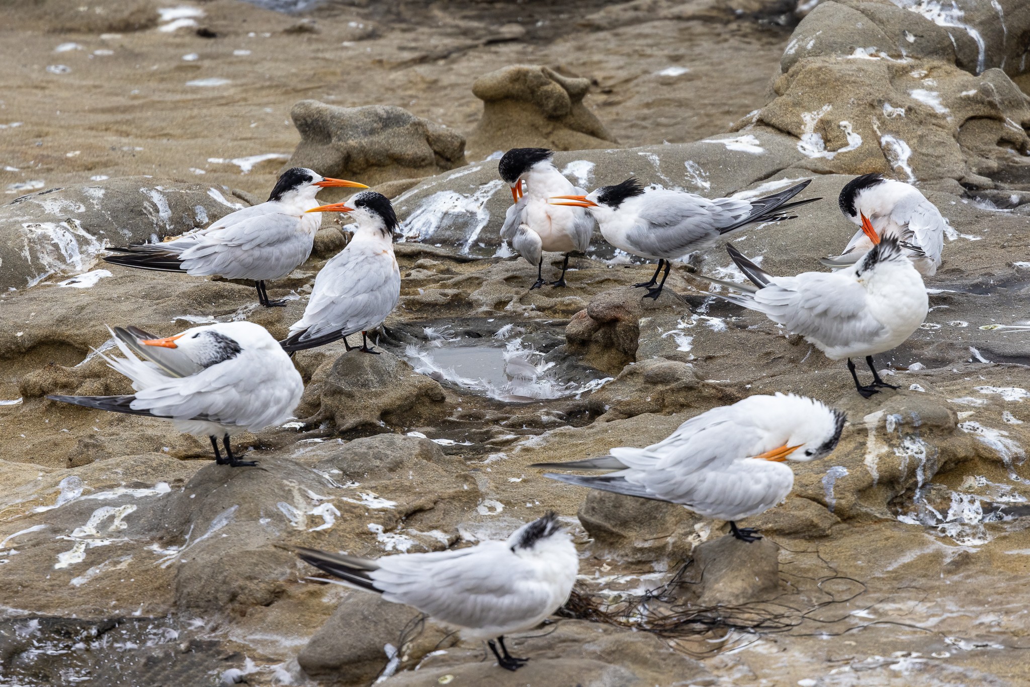 Terns221004.jpg