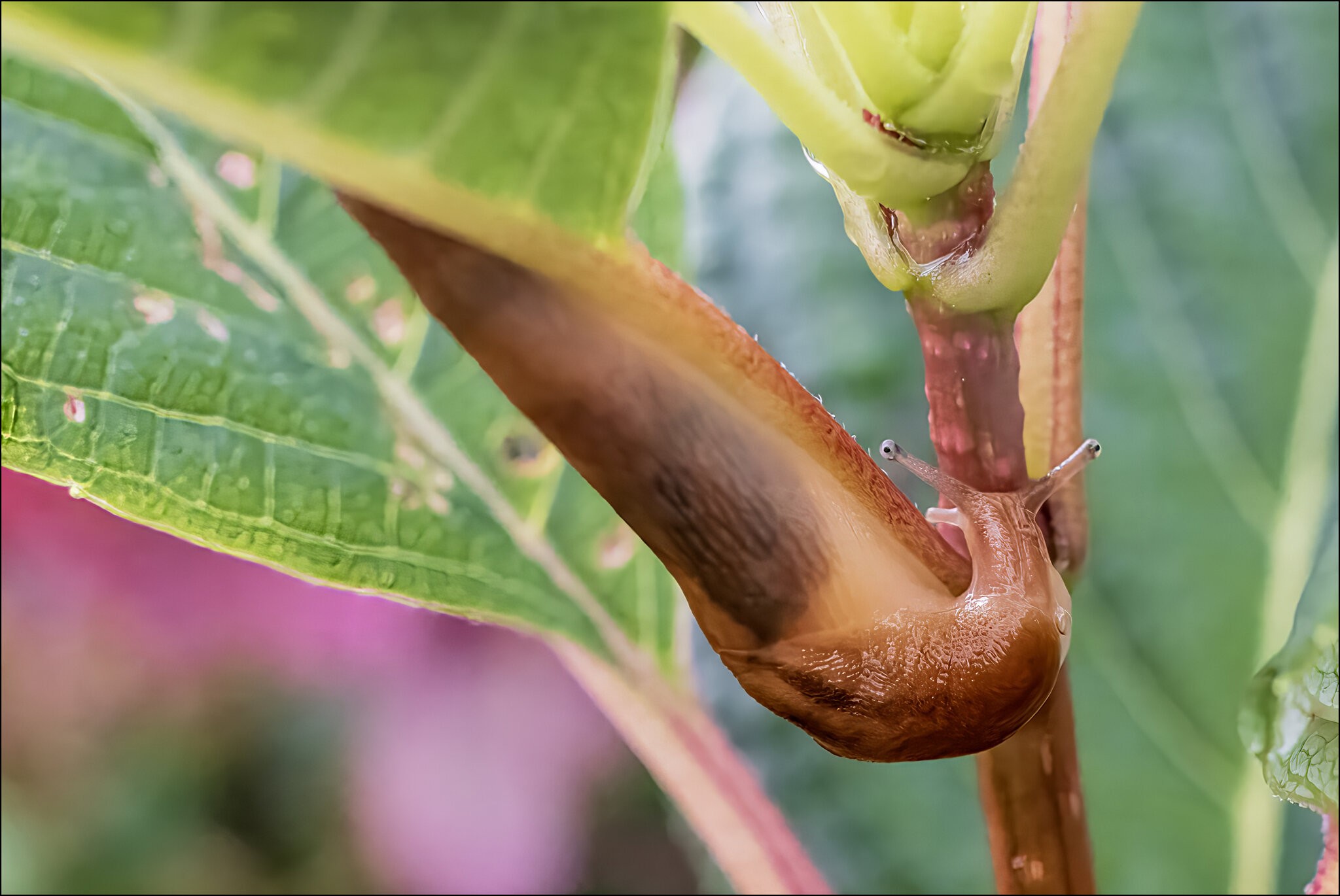 Threeband Gardenslug II.jpg