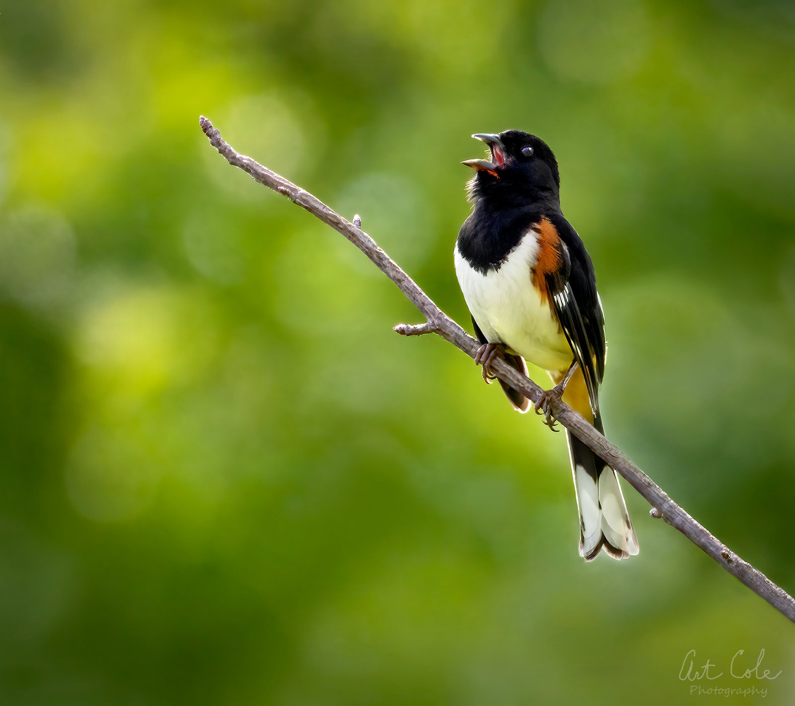 towheetimefinalVINsm.jpg