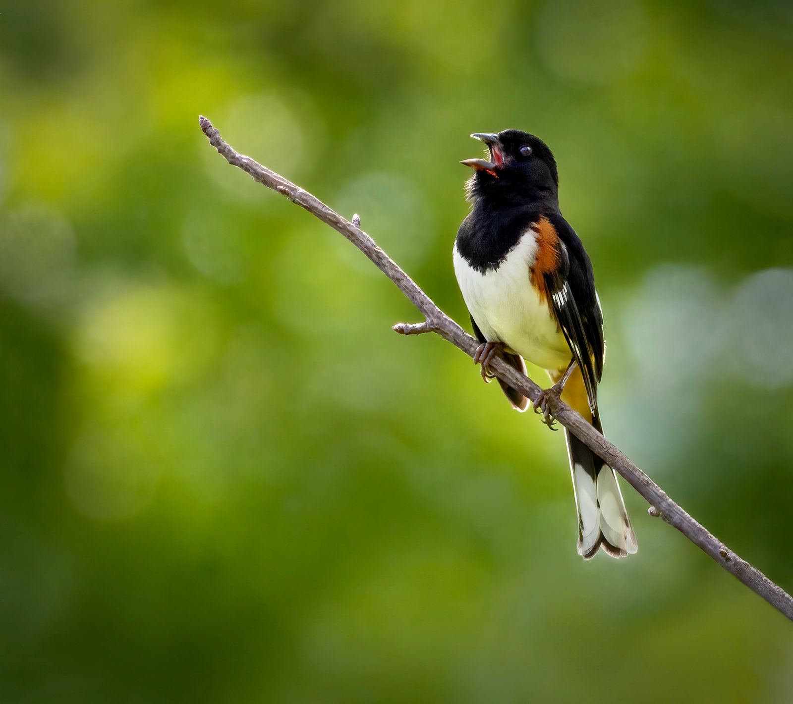 towheetimev3vinsmall.jpg