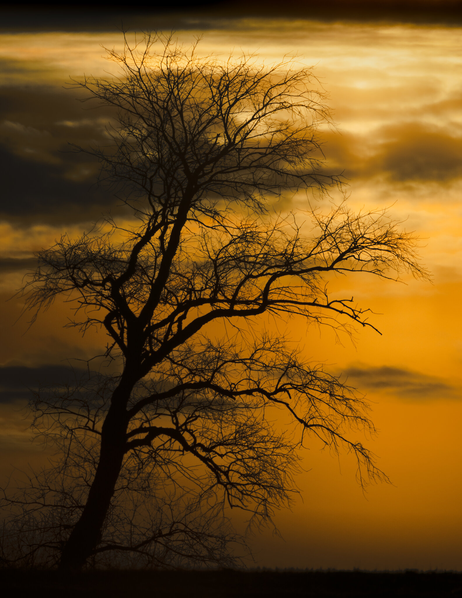 Tree Shilhoutte-1.jpg