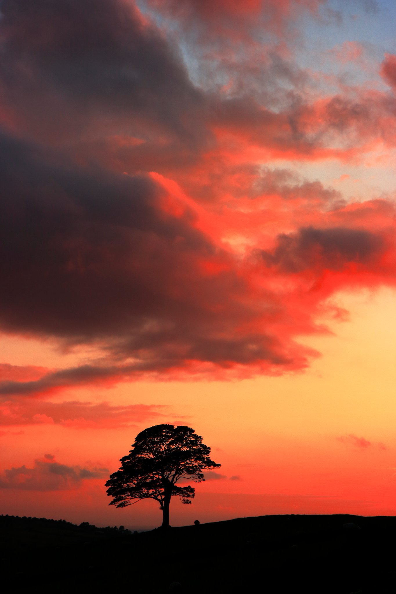 tree1.JPG