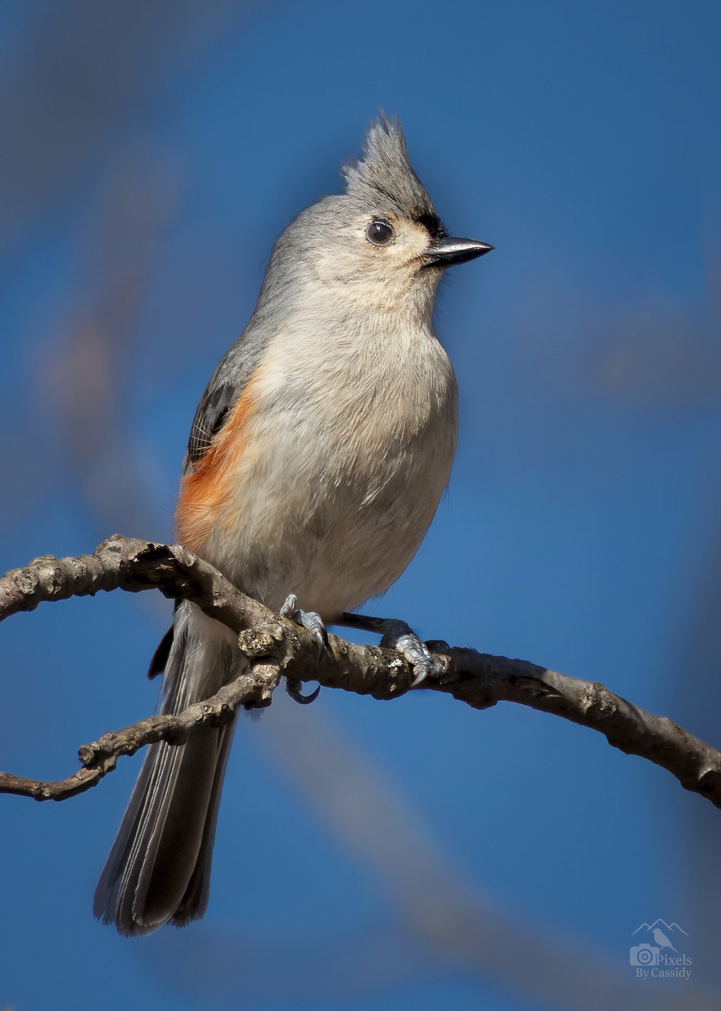 Tufted-Titmouse-5.jpg