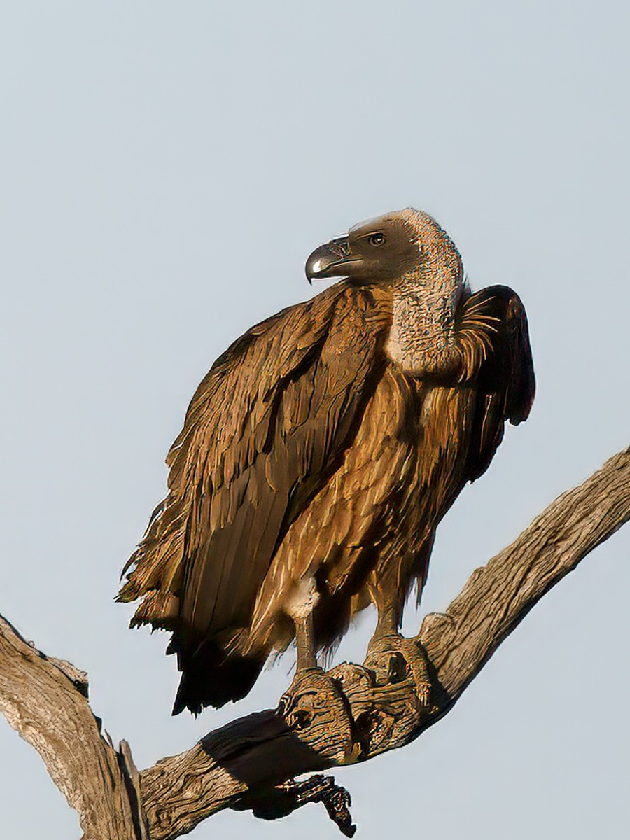 Vulture Tree 3.jpg