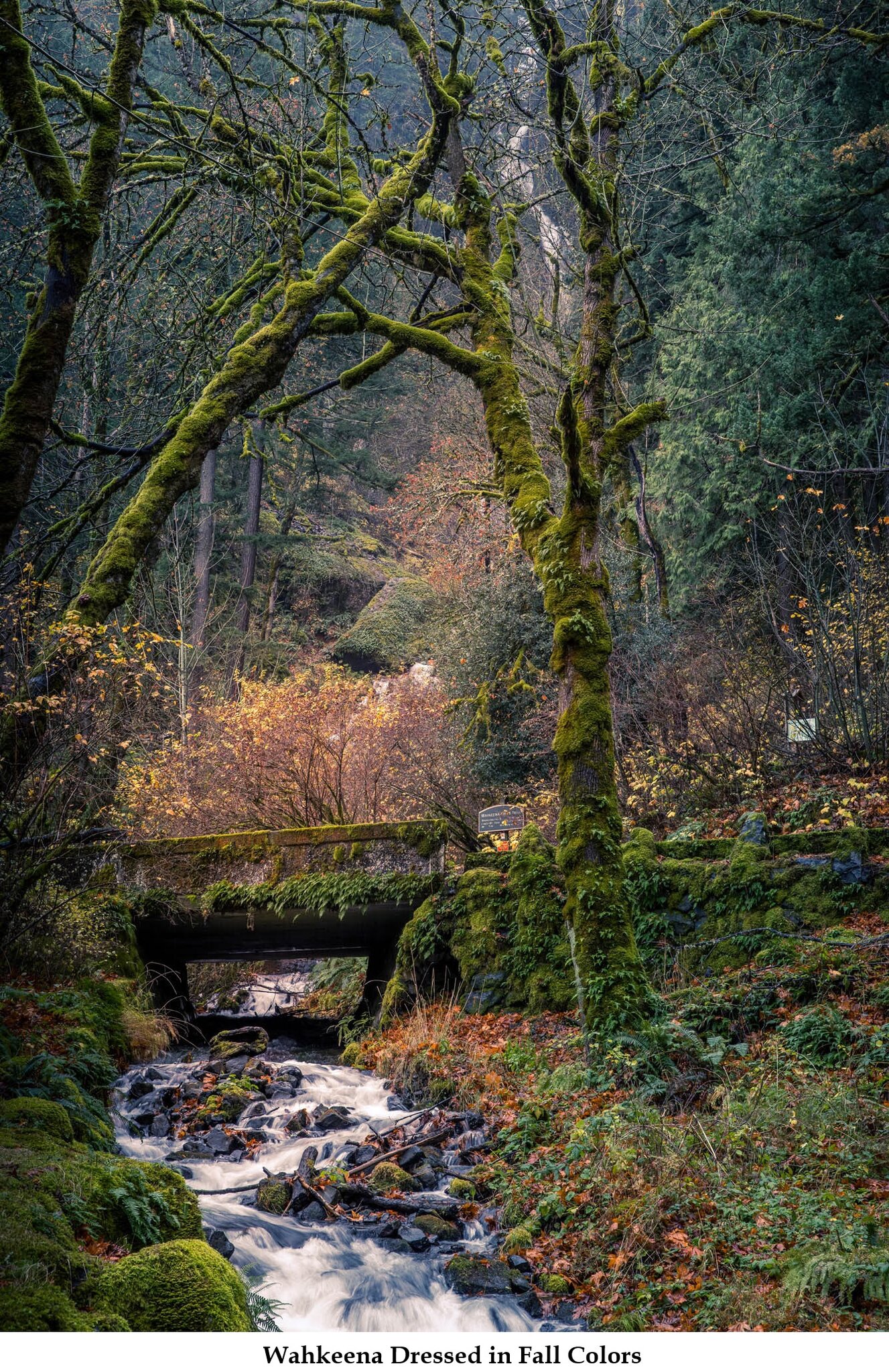 Wahkeena Fall Dressed in Autumn Colors.jpg