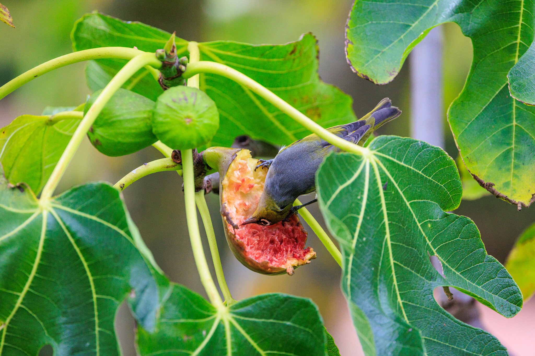 Waxeye-9040.jpg