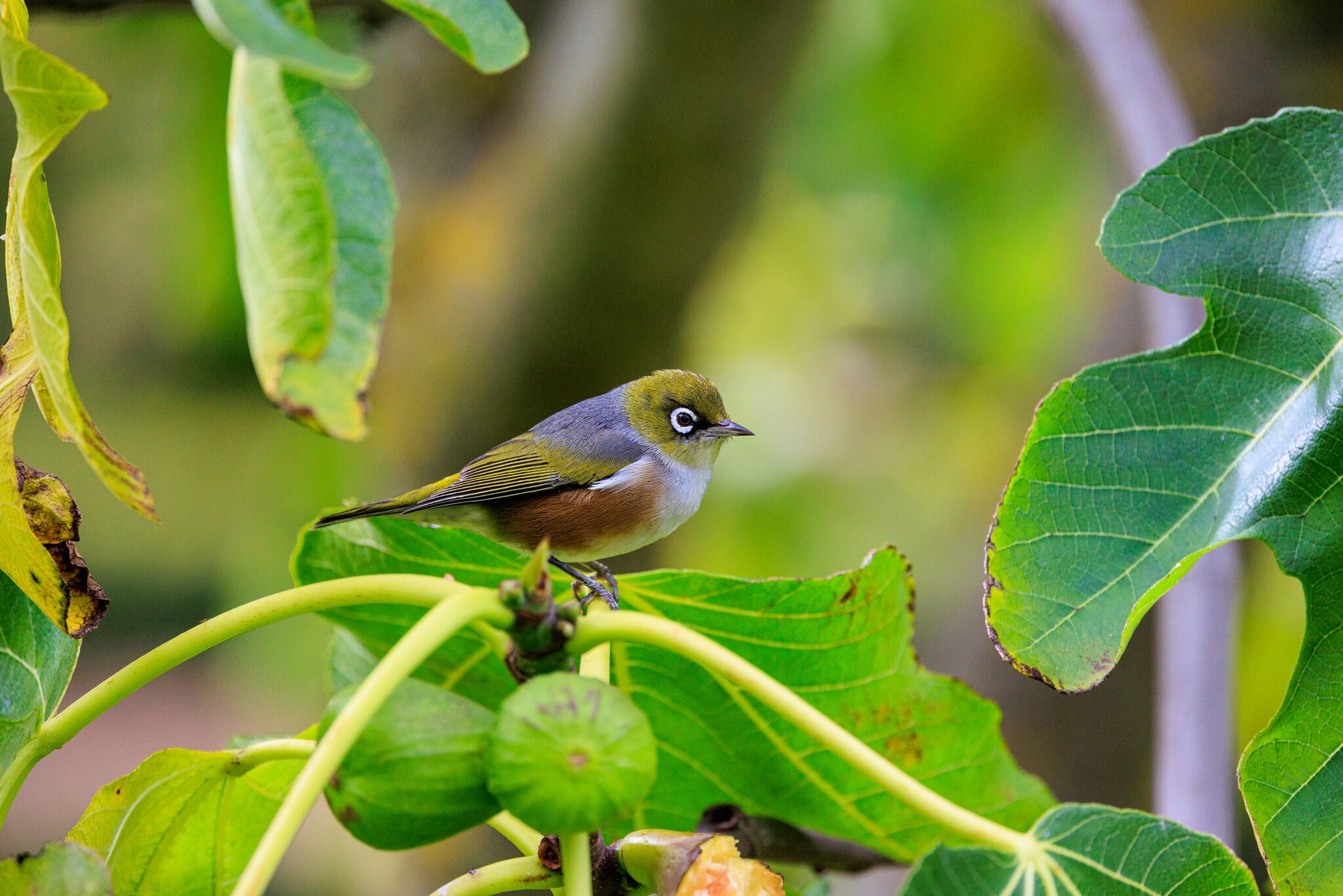 Waxeye-9068.jpg