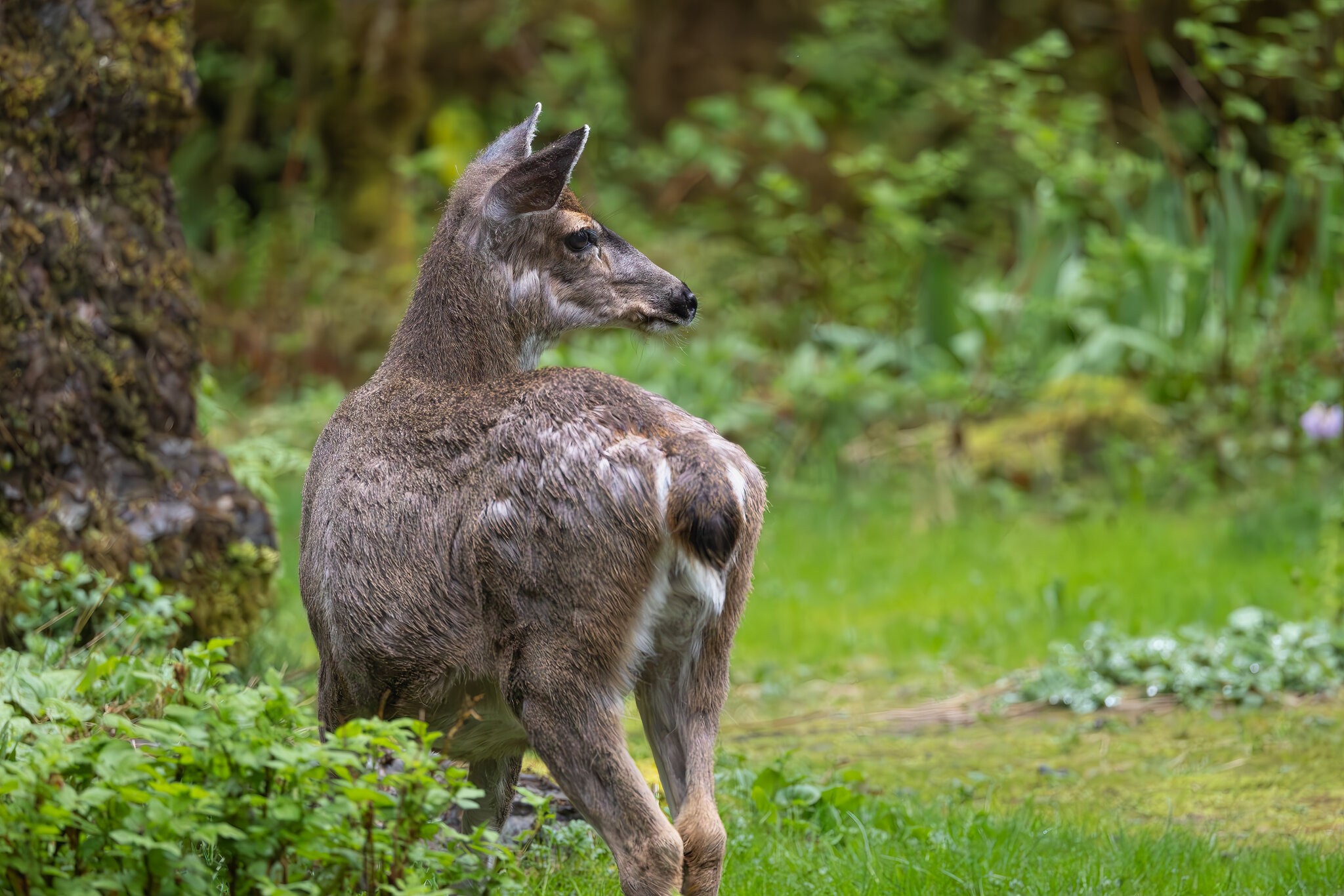 White Tail Deer in Yard 2 5-13-2023.jpg