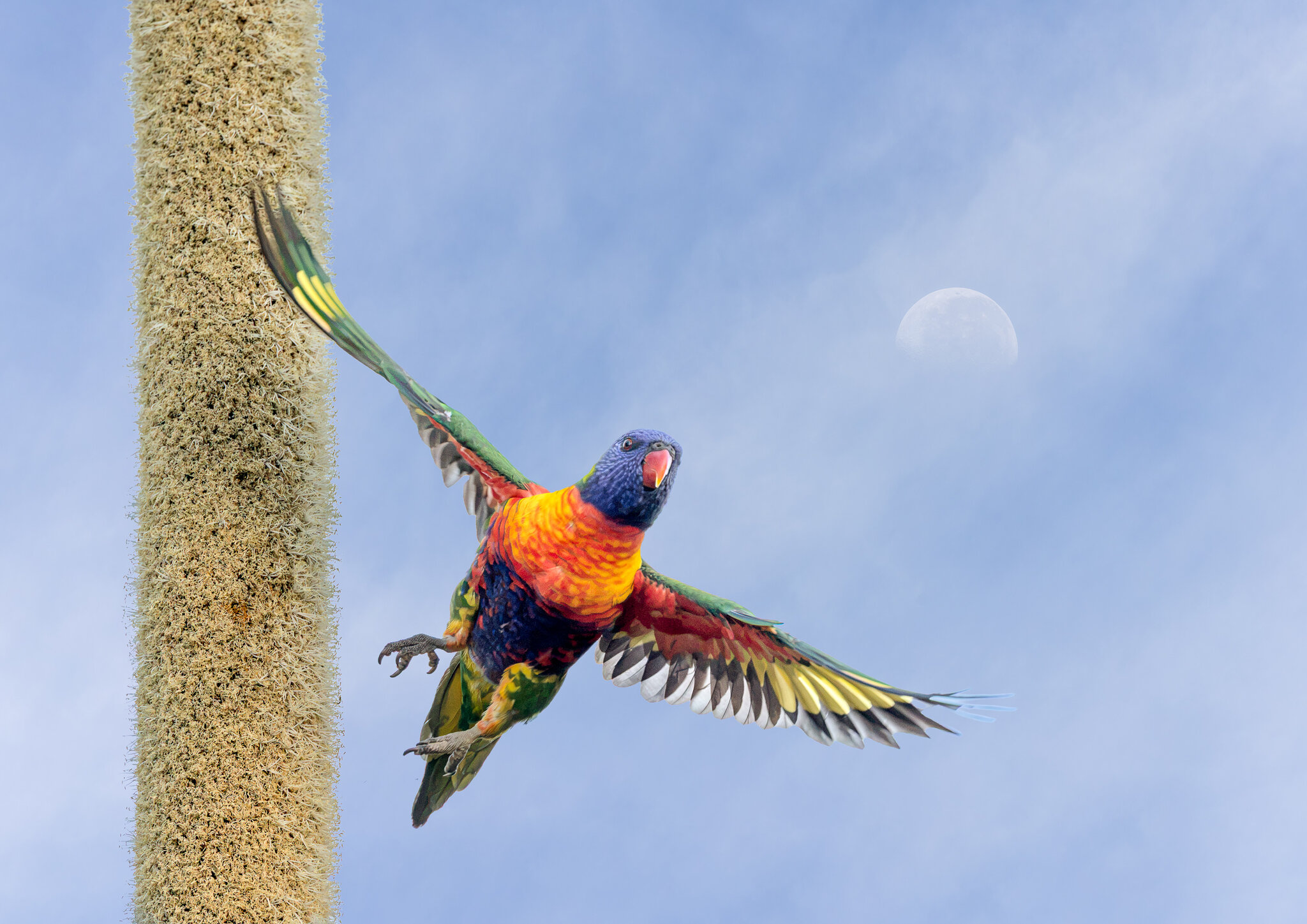Xanthorrhoea and Rainbow Lorikeet