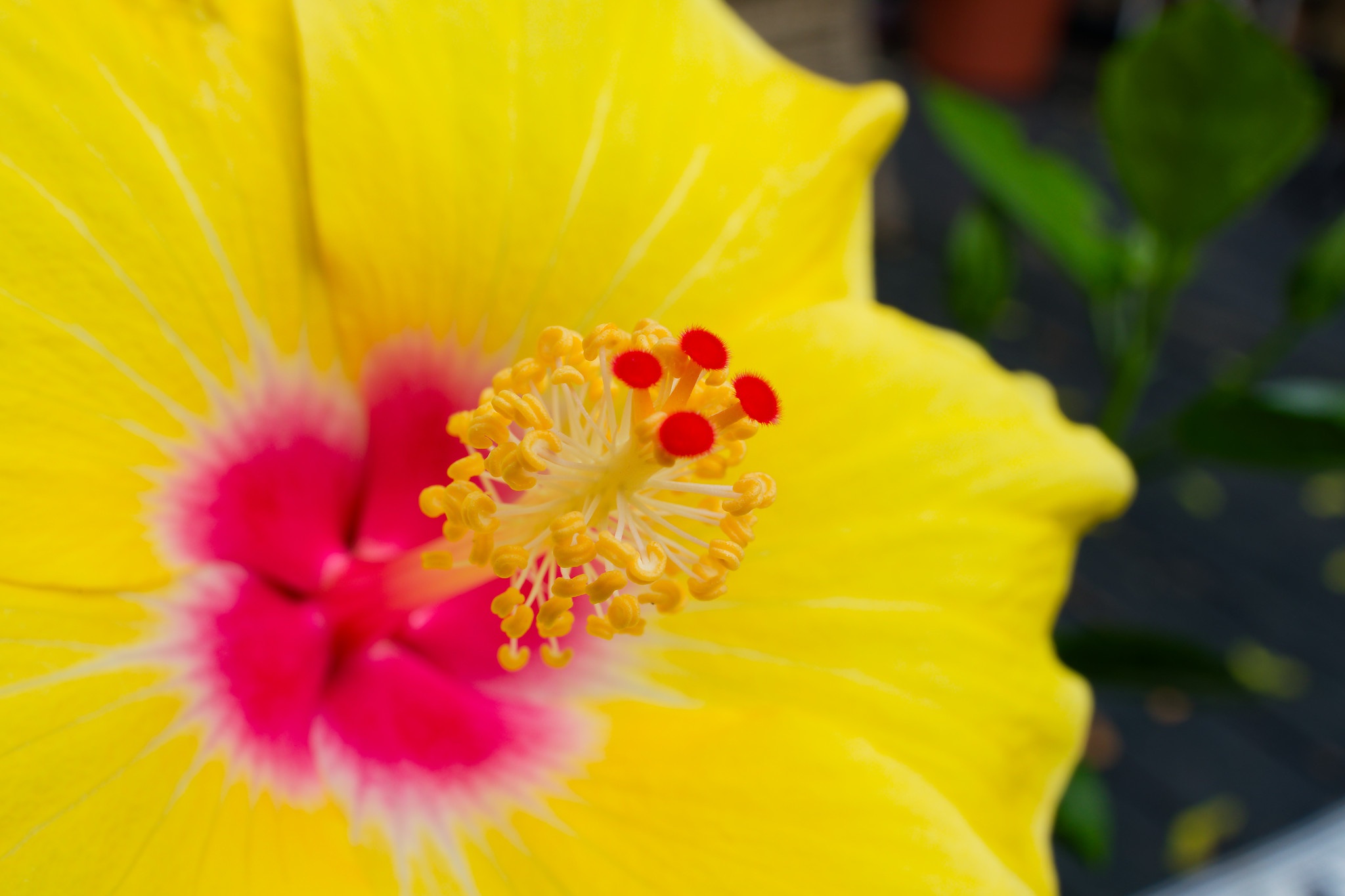 yellow flower 2.jpg