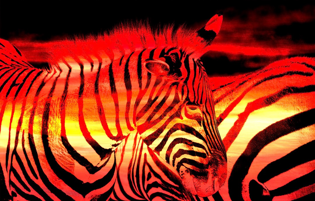 Zebra and Sunset Subtract multiple layers-Edit1080.jpeg