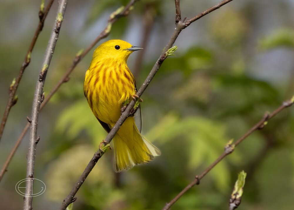 R7_C9974 Yellow Warbler.jpg