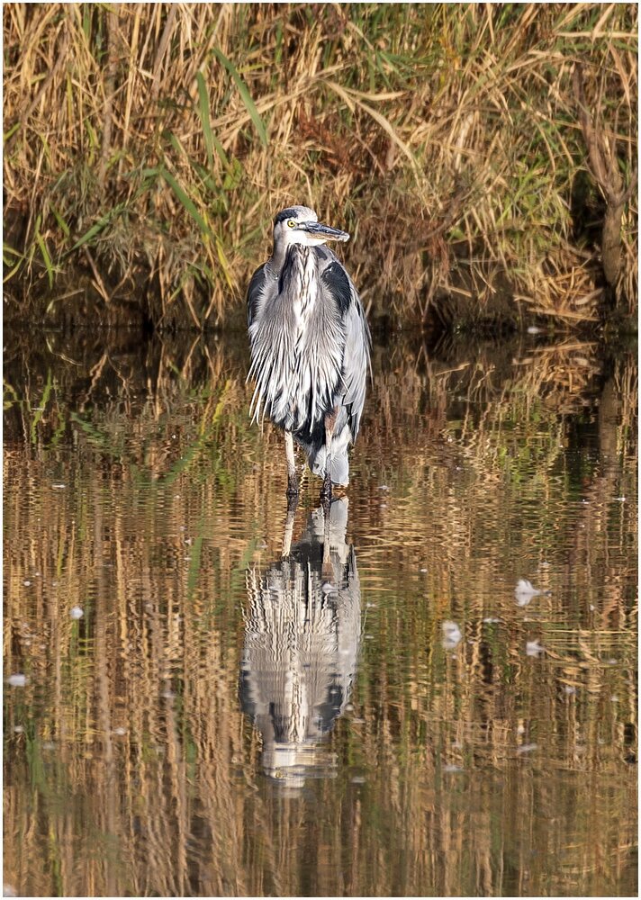 Great Blue Heron_2.jpg