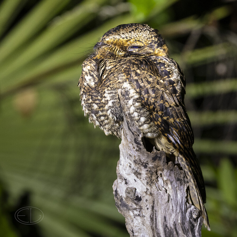 R7_F5898 Yucatan Nightjar.jpg