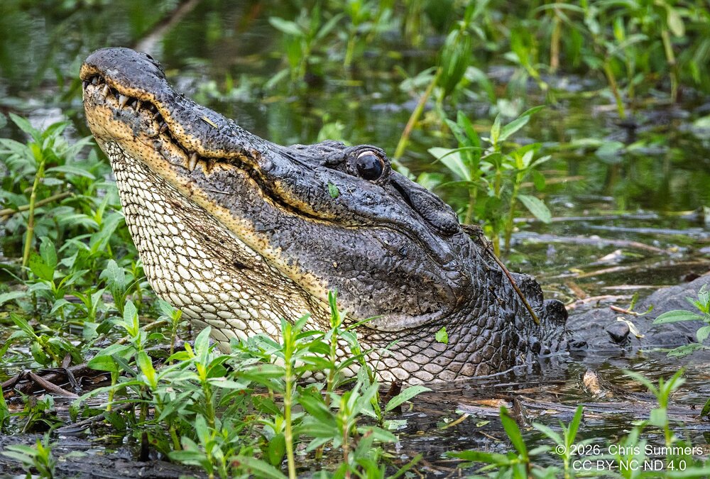 2026-021-080 KWPC Brazos Bend SP.jpg