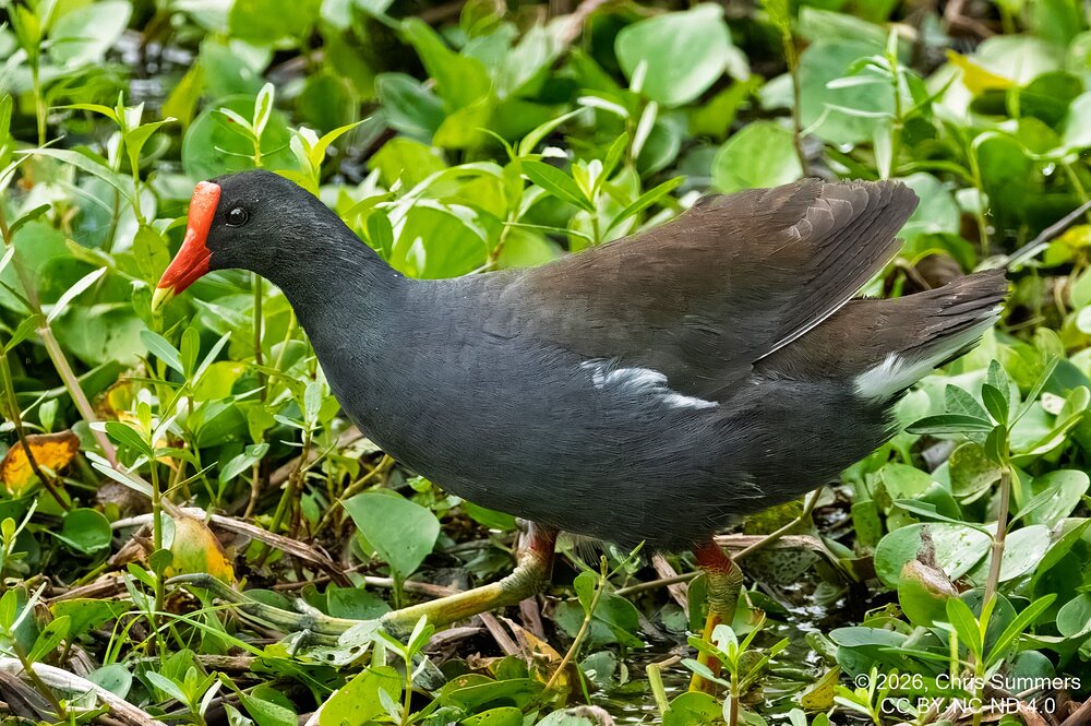 2026-021-119 KWPC Brazos Bend SP.jpg