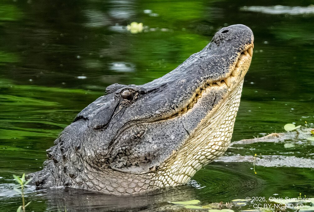 2026-021-123 KWPC Brazos Bend SP.jpg