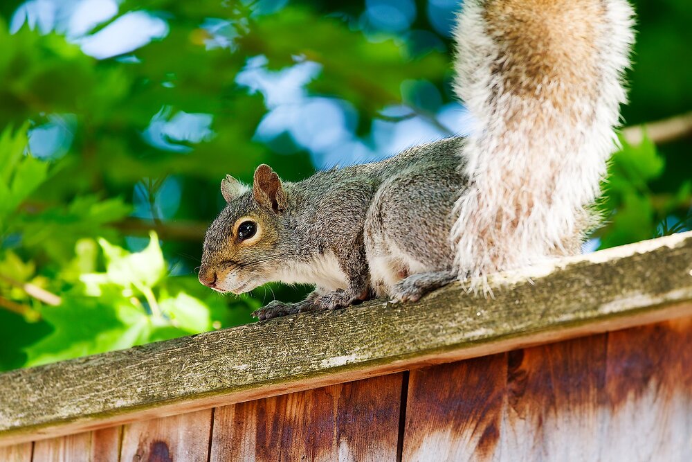 IMG_1575_DxO.jpg