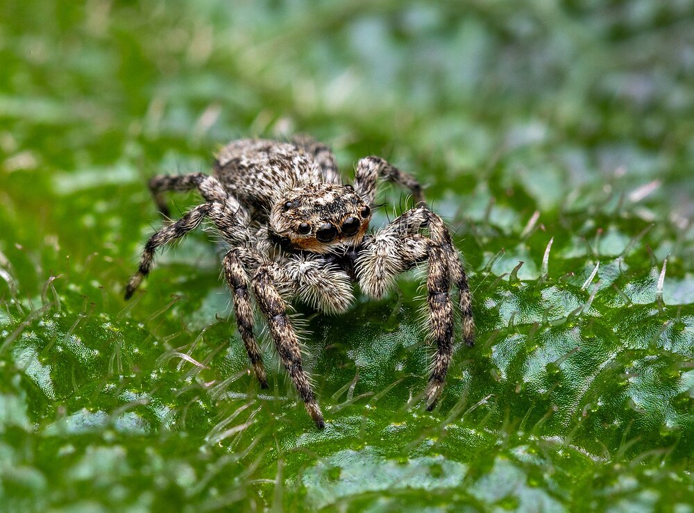 spider.jpg